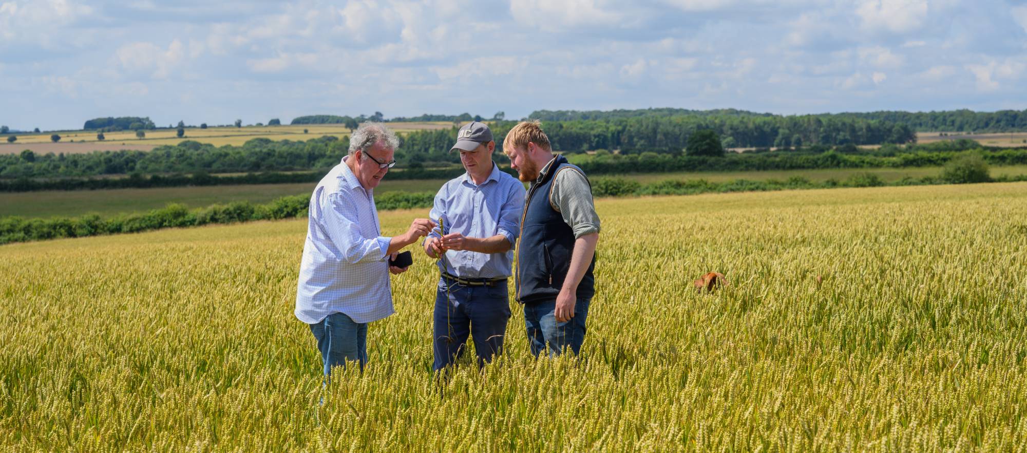 Three men in a wheat field examining something, with a scenic background.
