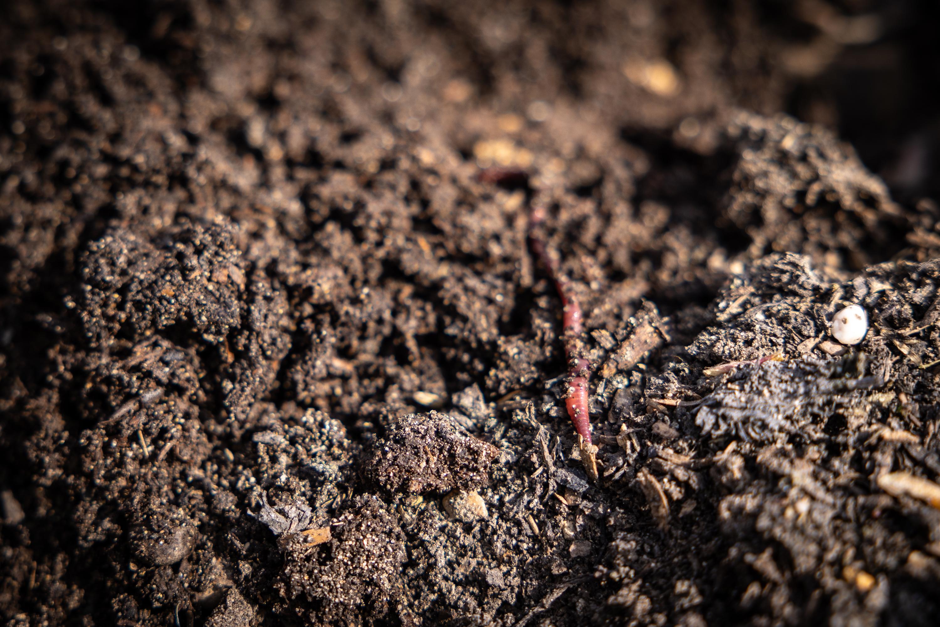 An image of a worm in the soil.