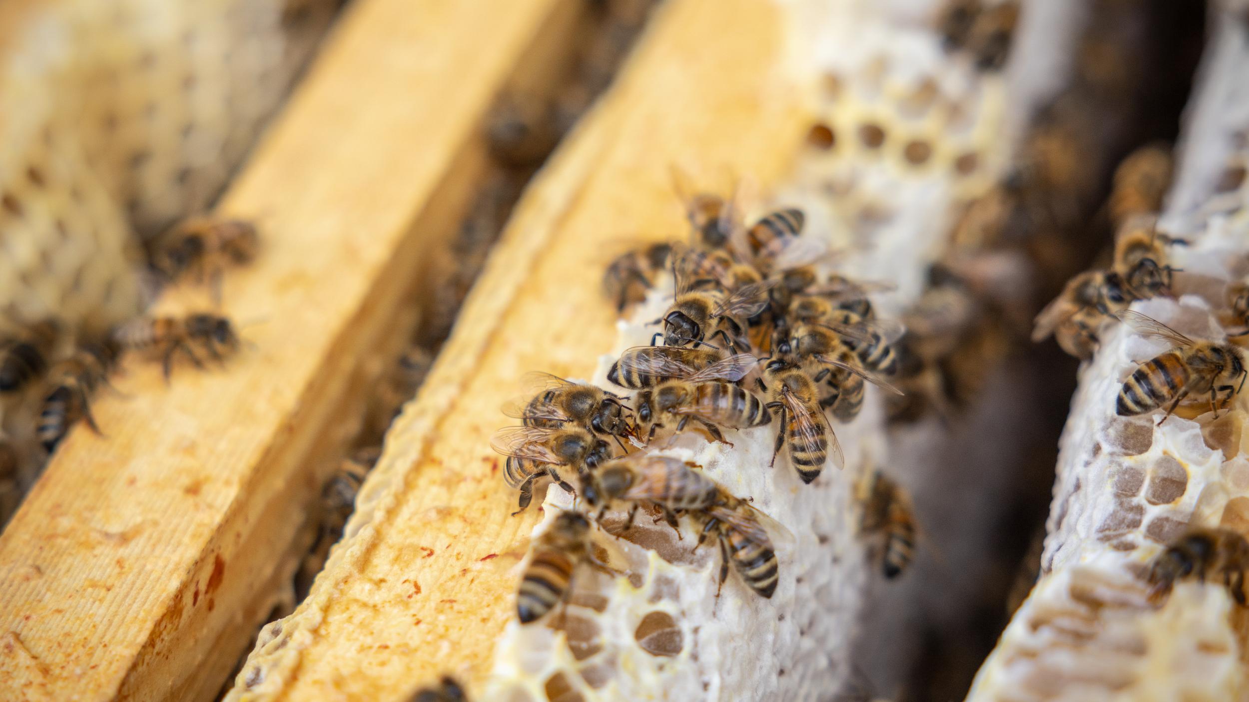 Bees on honeycomb in a hive