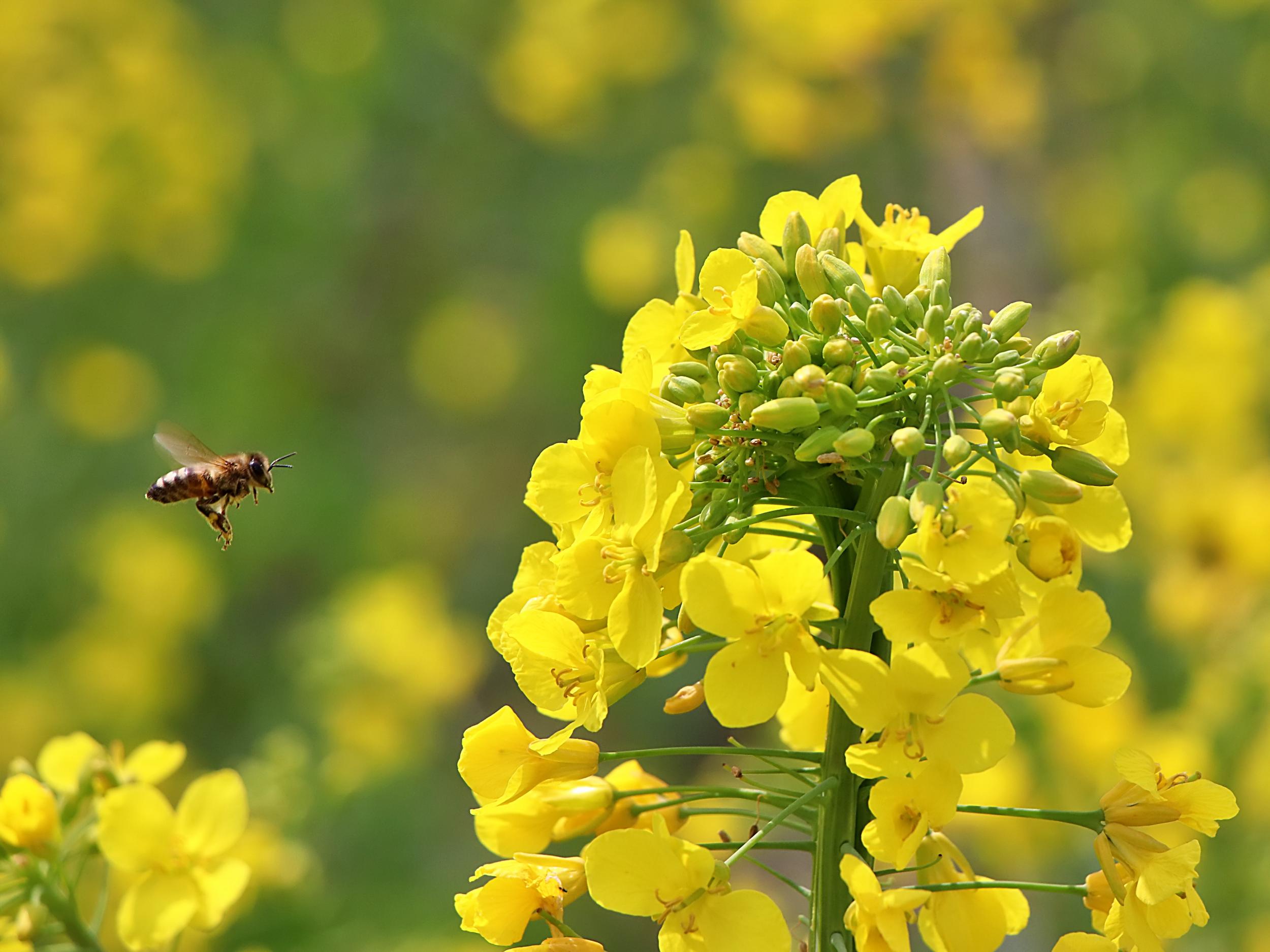 Yellow flowers with a bee in a blurred green and yellow background