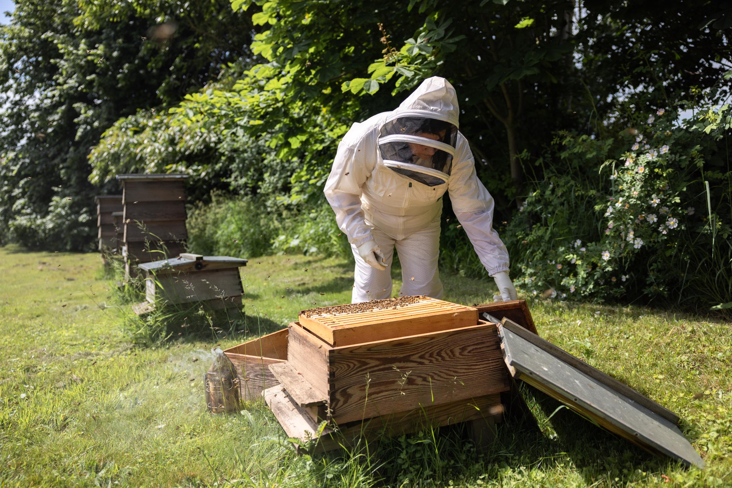 Person in a beekeeping suit inspecting a beehive in an outdoor setting