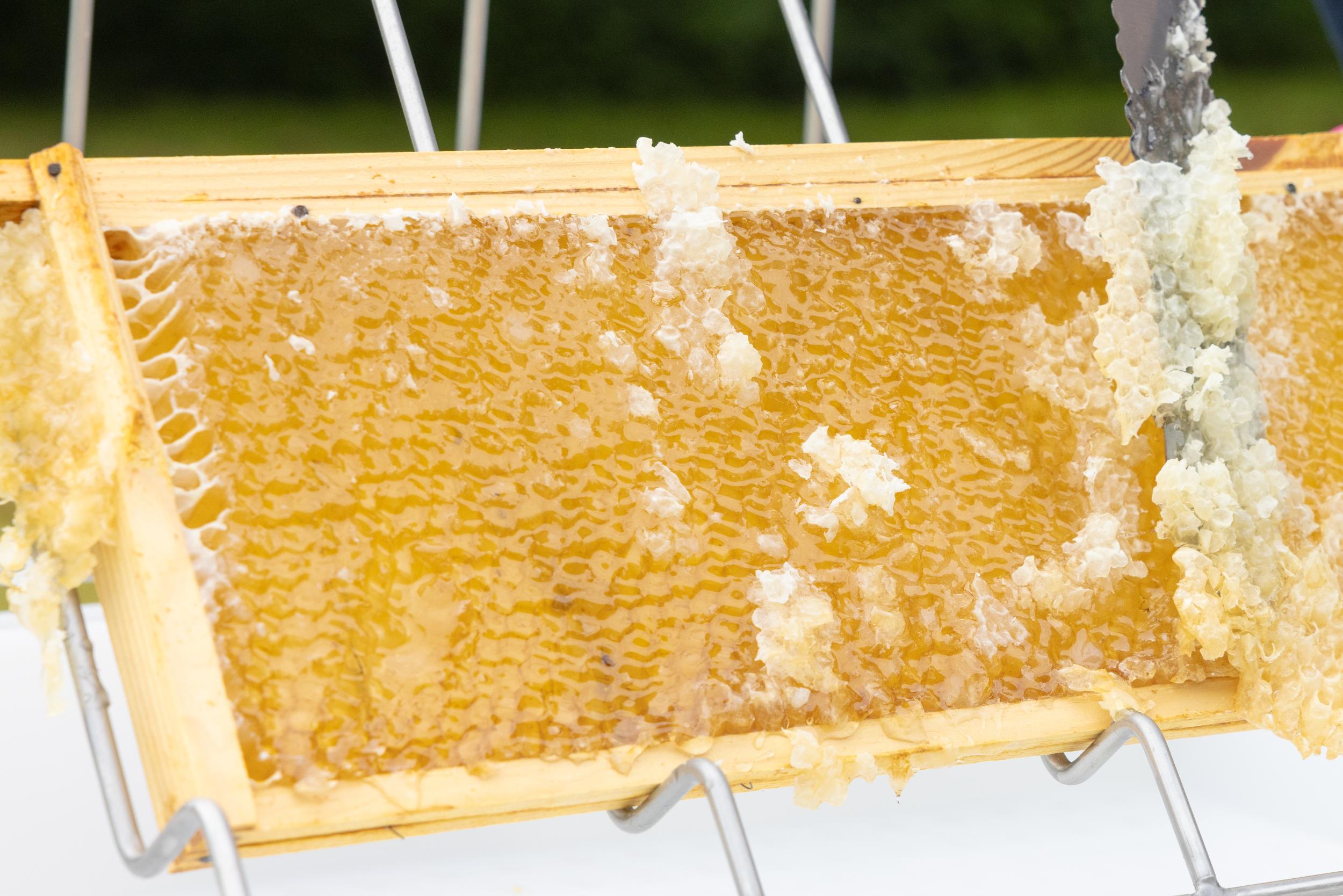 Honeycomb with beeswax on a wooden frame against a blurred natural background