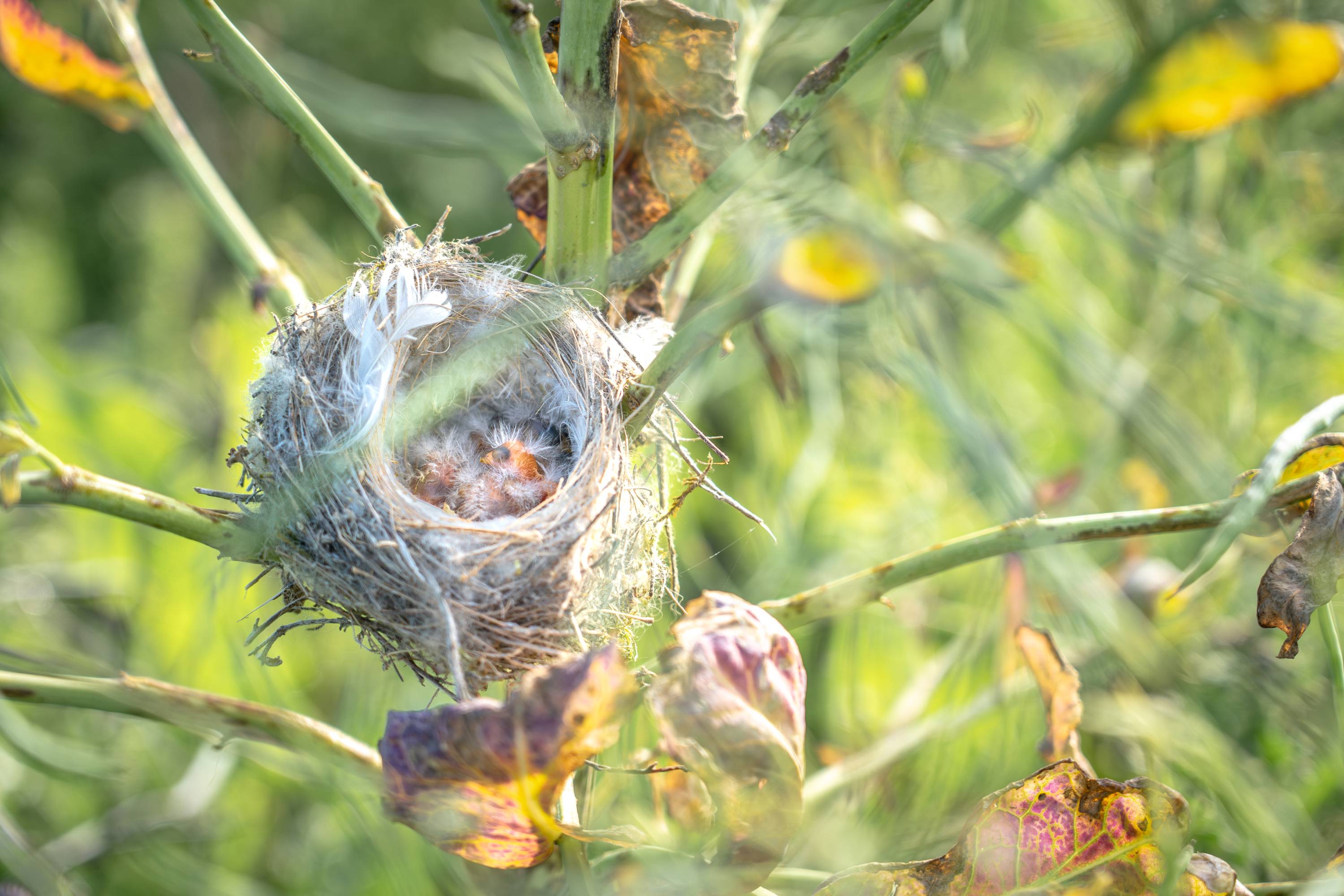 A bird nest on a plant