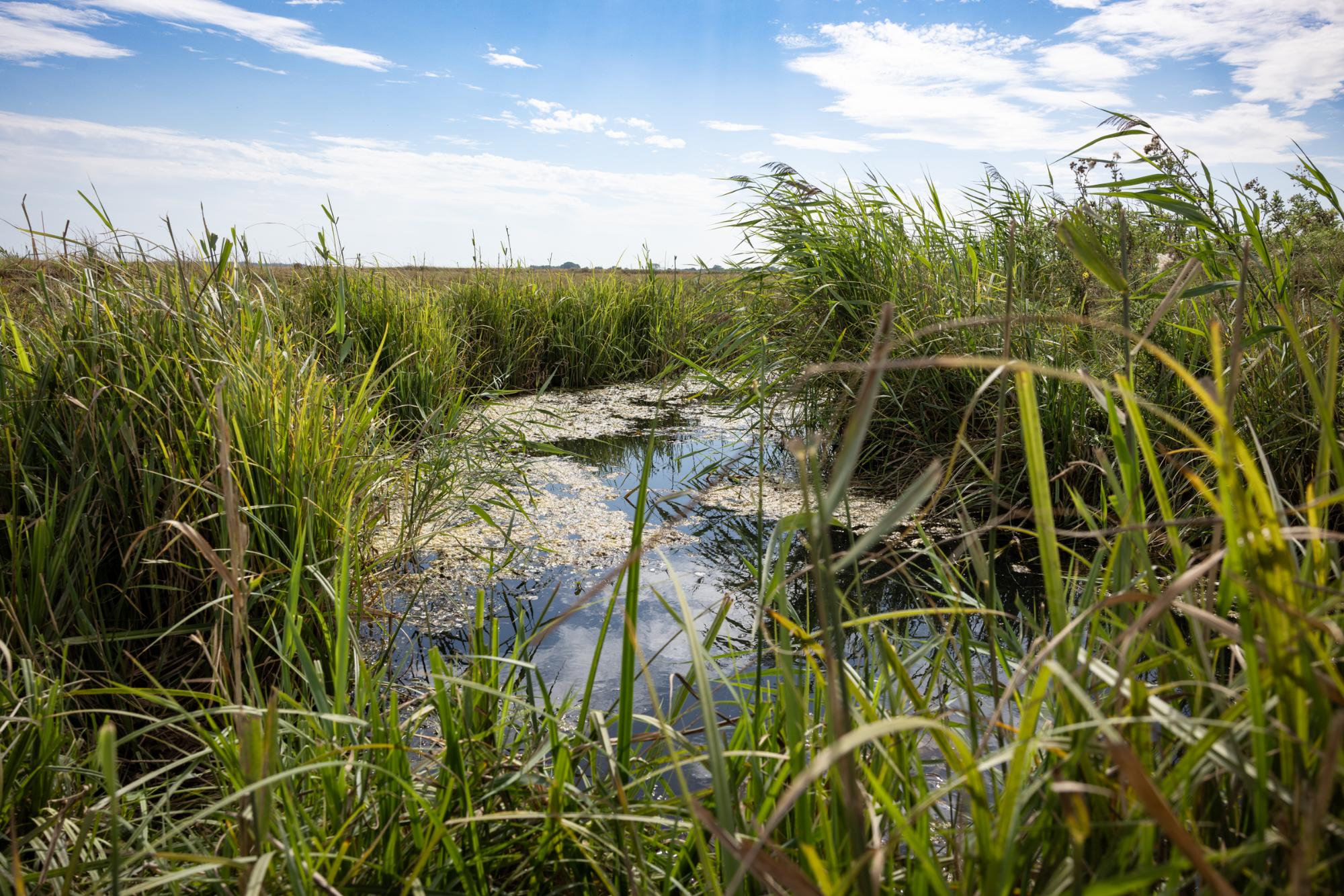 Marshy area with water and tall grass under a blue sky