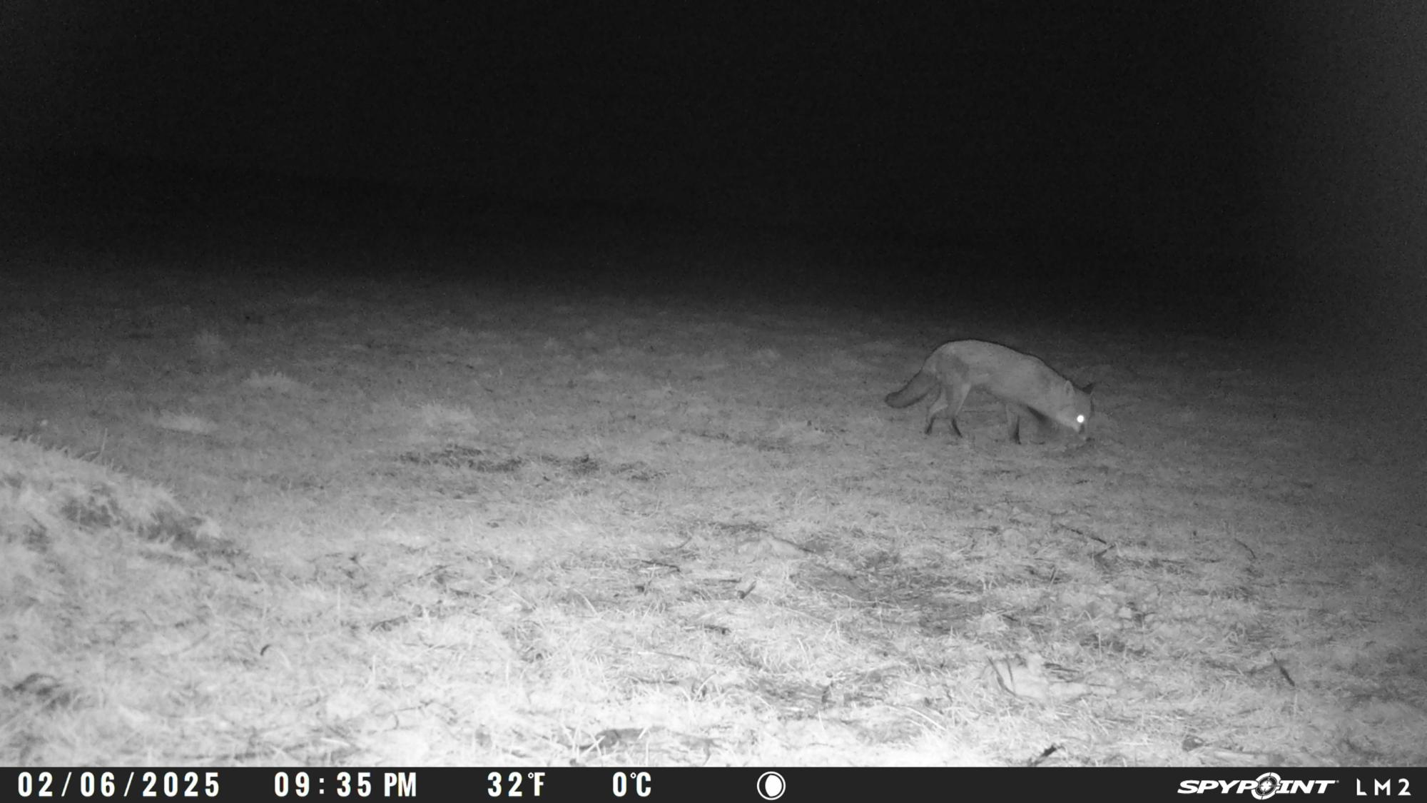 Night vision footage of a fox on a grassy field with a timestamp at the bottom.
