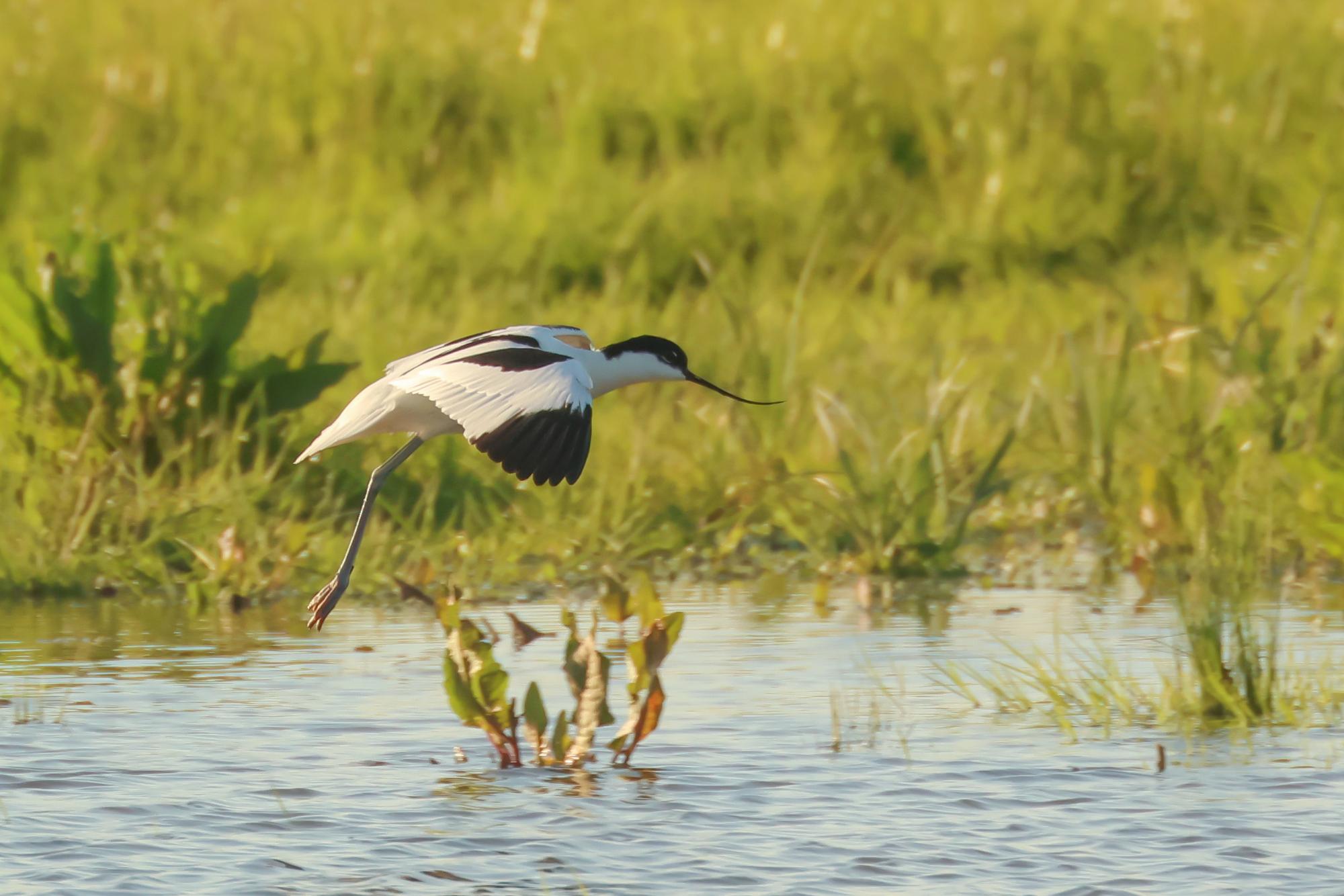 Bird in flight over water with green grass in the background