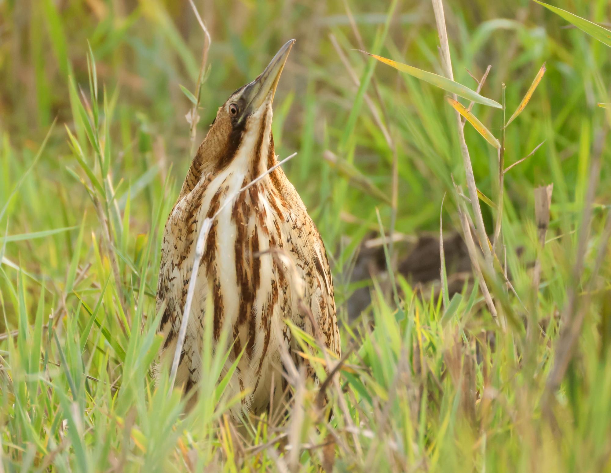 Bird in a grassy field