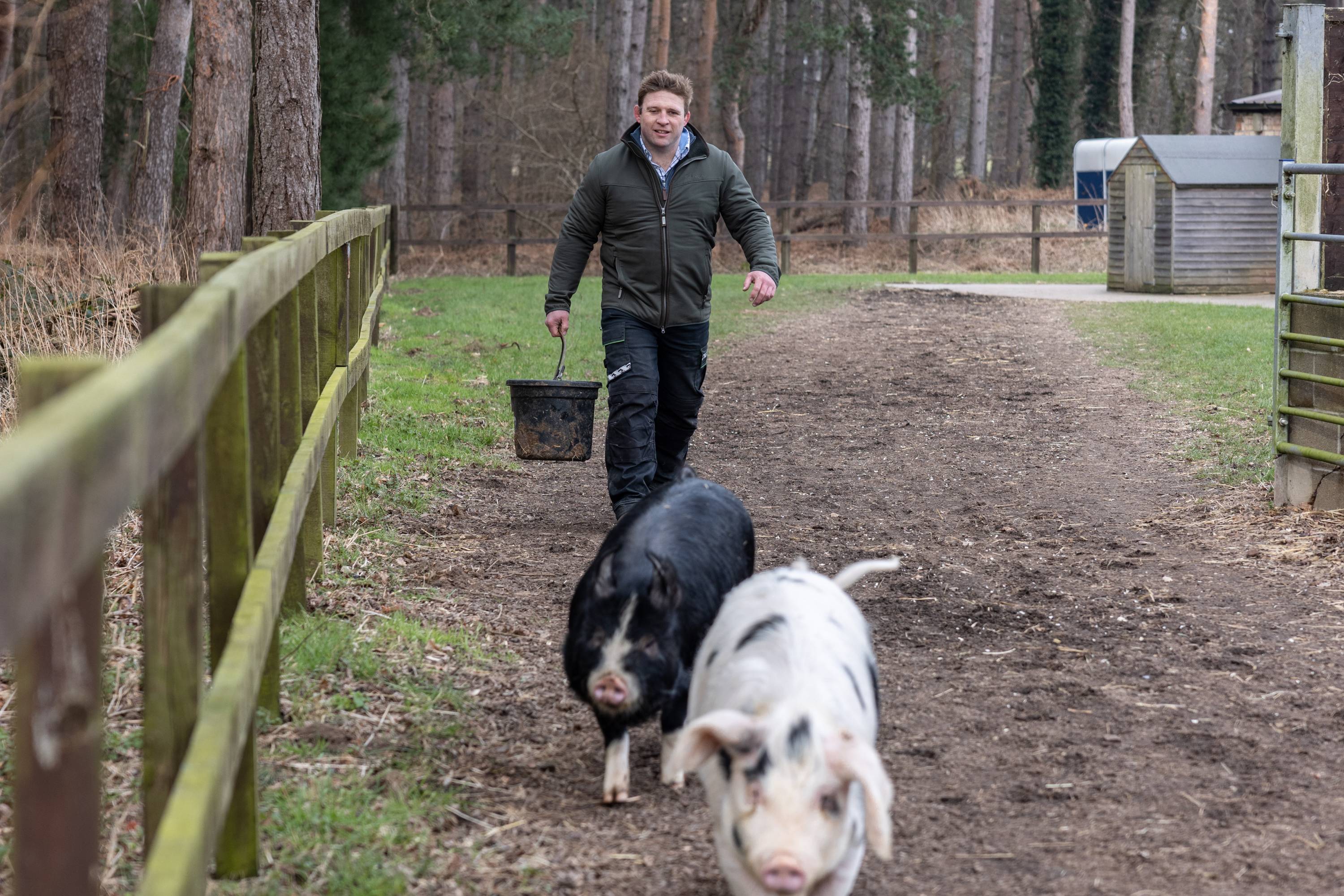 A person walking with pigs