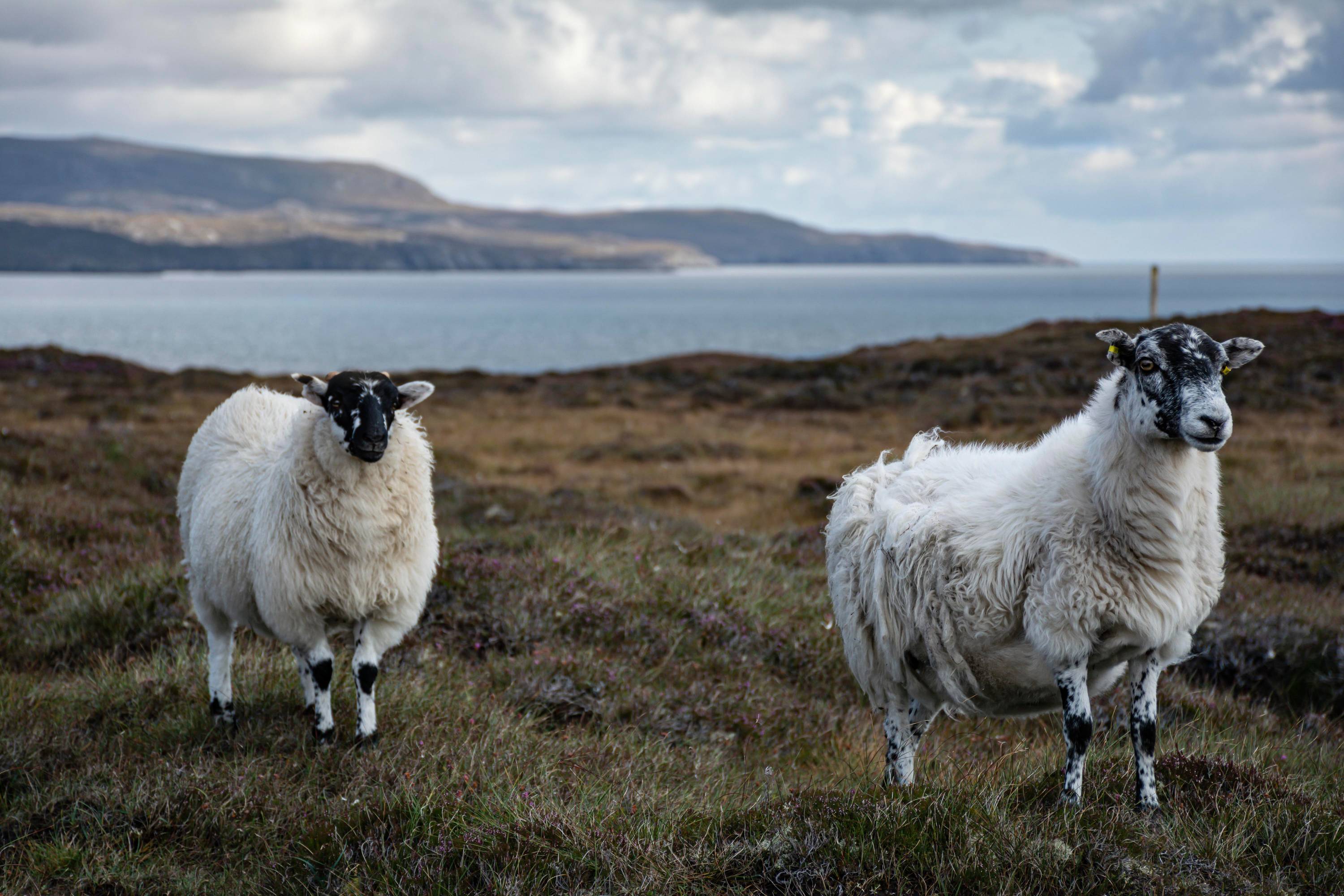 Two sheep on a coastal grassland area.