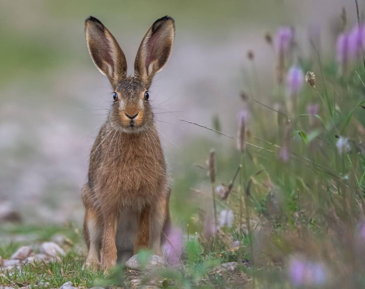 Brown hare standing in a field with blurred background