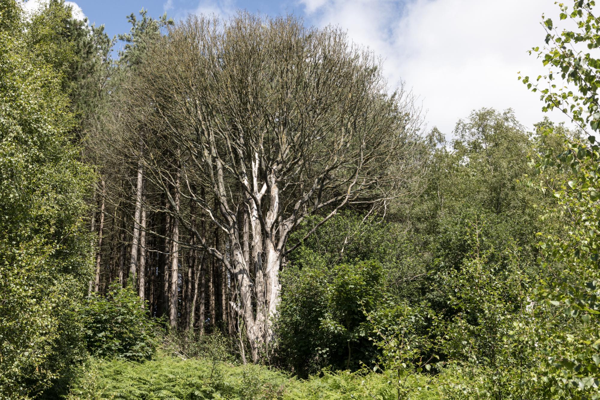 Tree with white bark in a forest setting