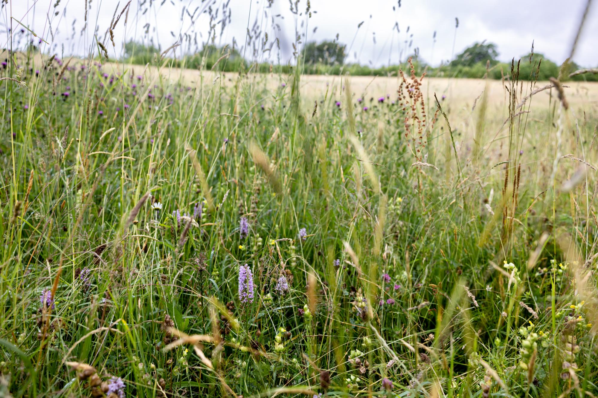 Wildflower meadow with tall grass and wildflowers under a cloudy sky.