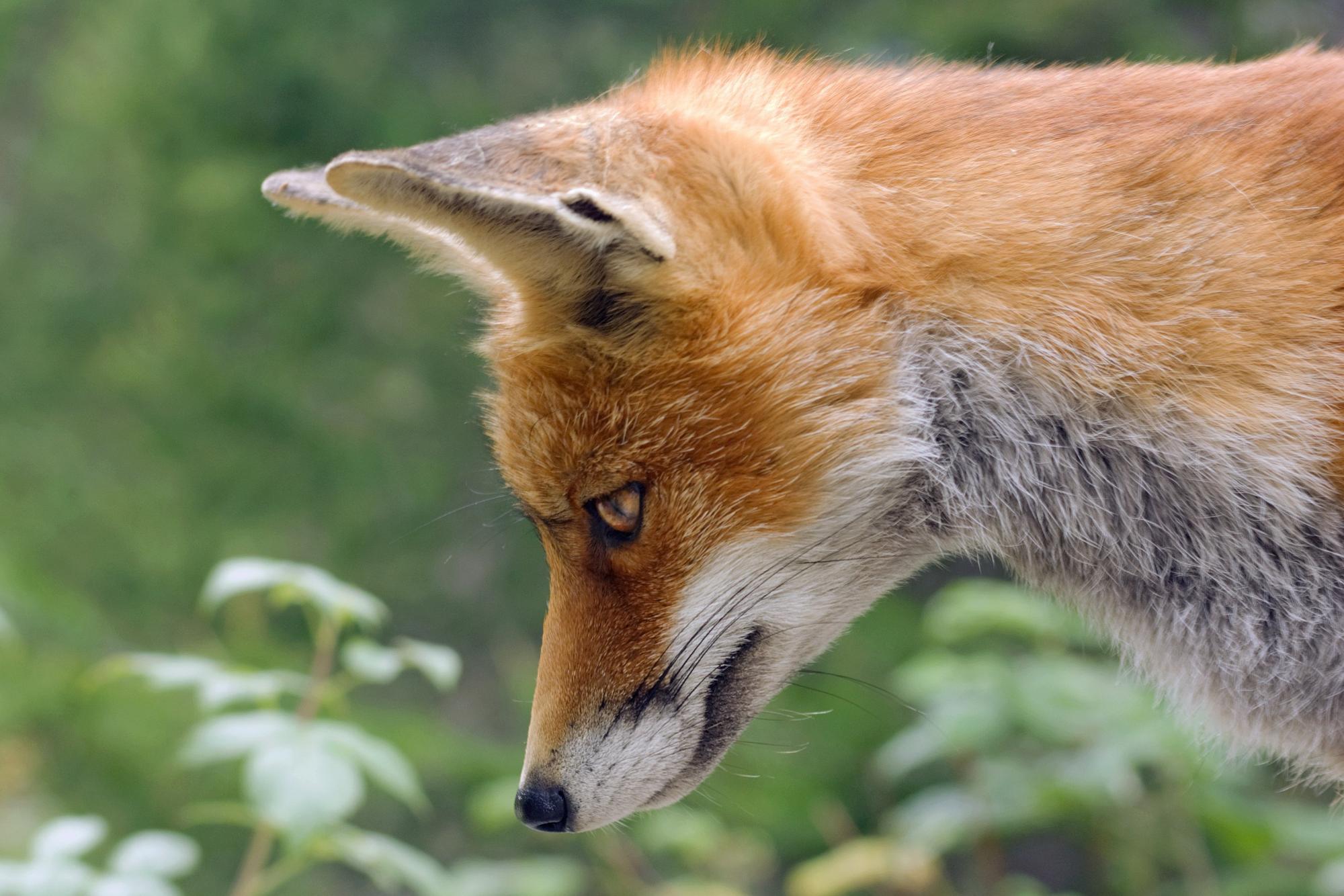 Close-up of a fox's face with a blurred green background