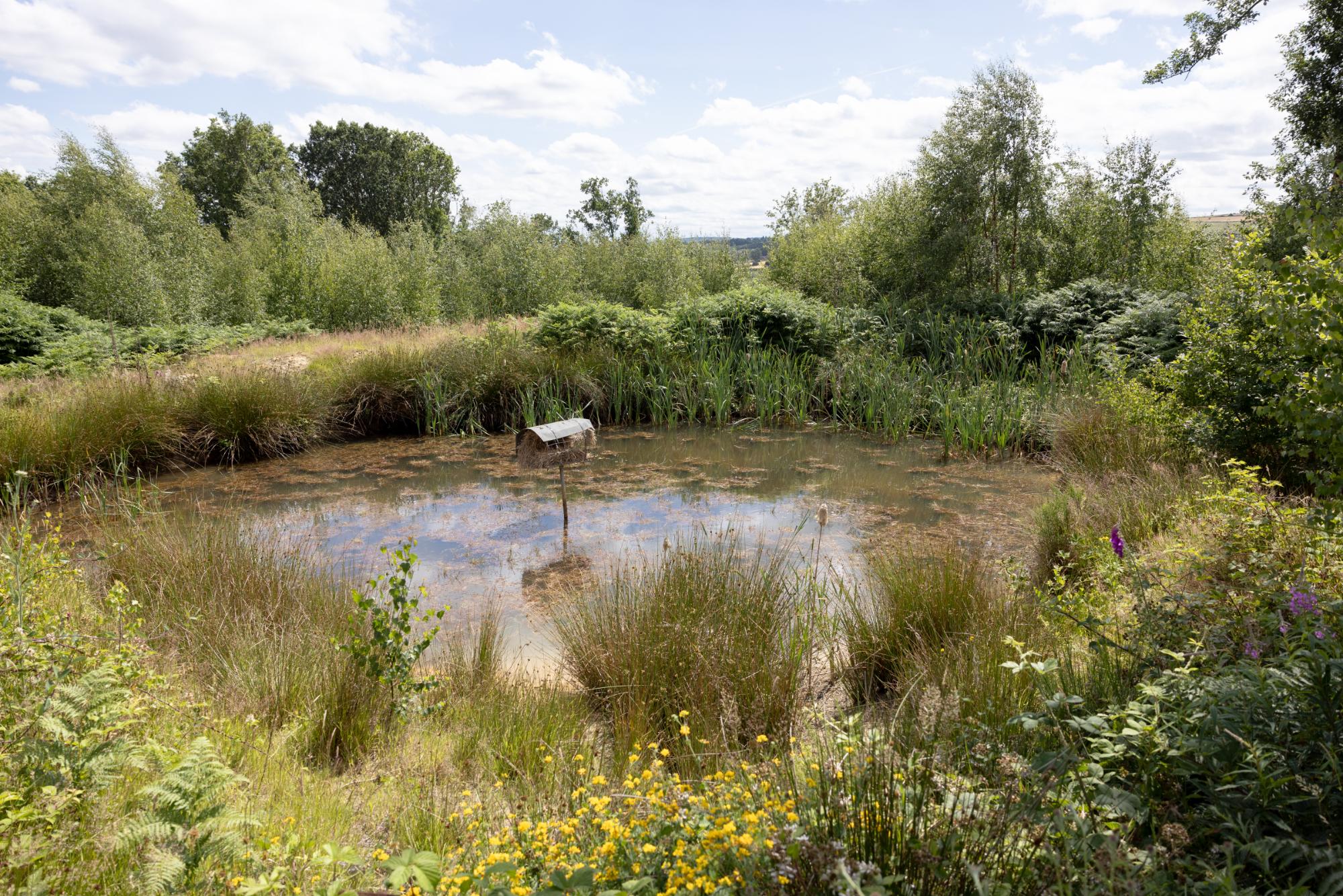 Small pond surrounded by grass, bushes, and trees on a sunny day.