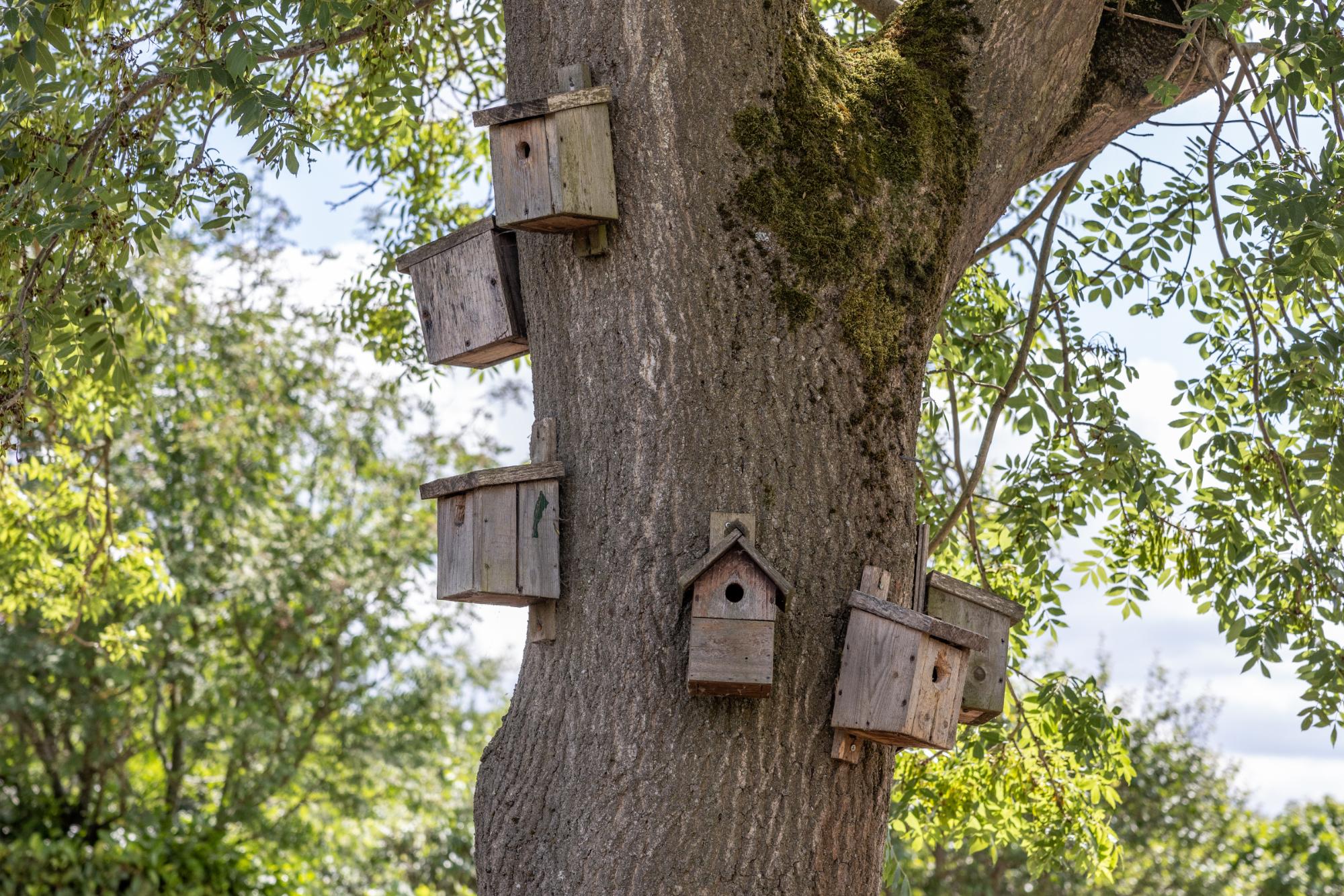 Wooden birdhouses attached to a tree trunk with green foliage in the background
