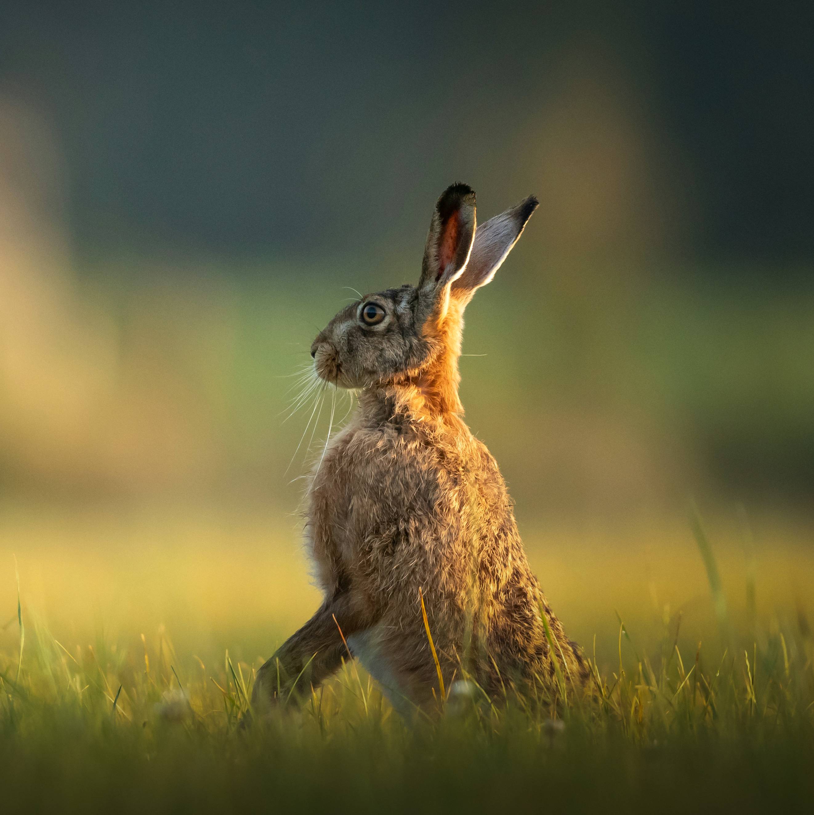 An image of a hare standing upright in a field.