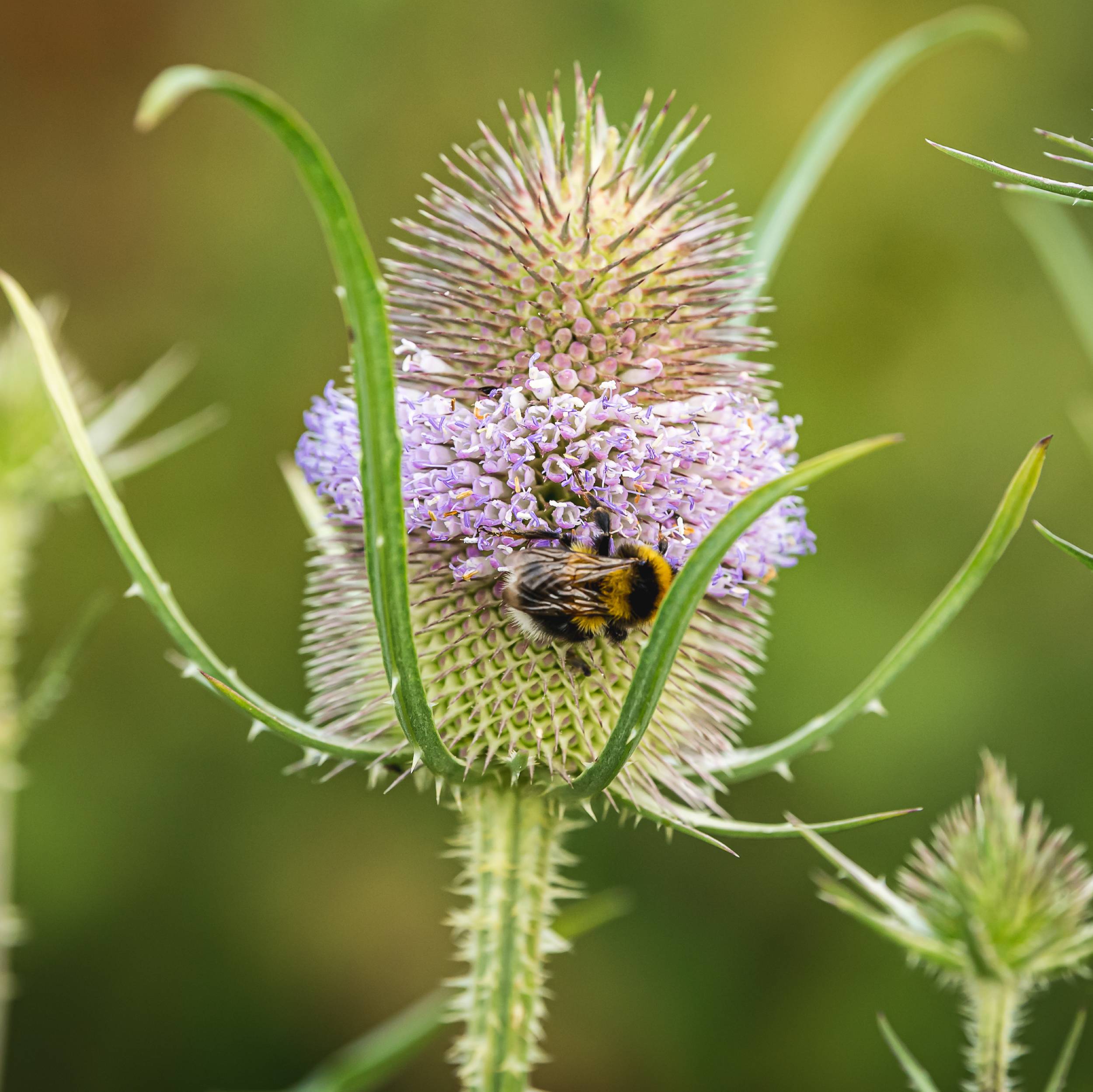 A close up image of a bee on a plant.