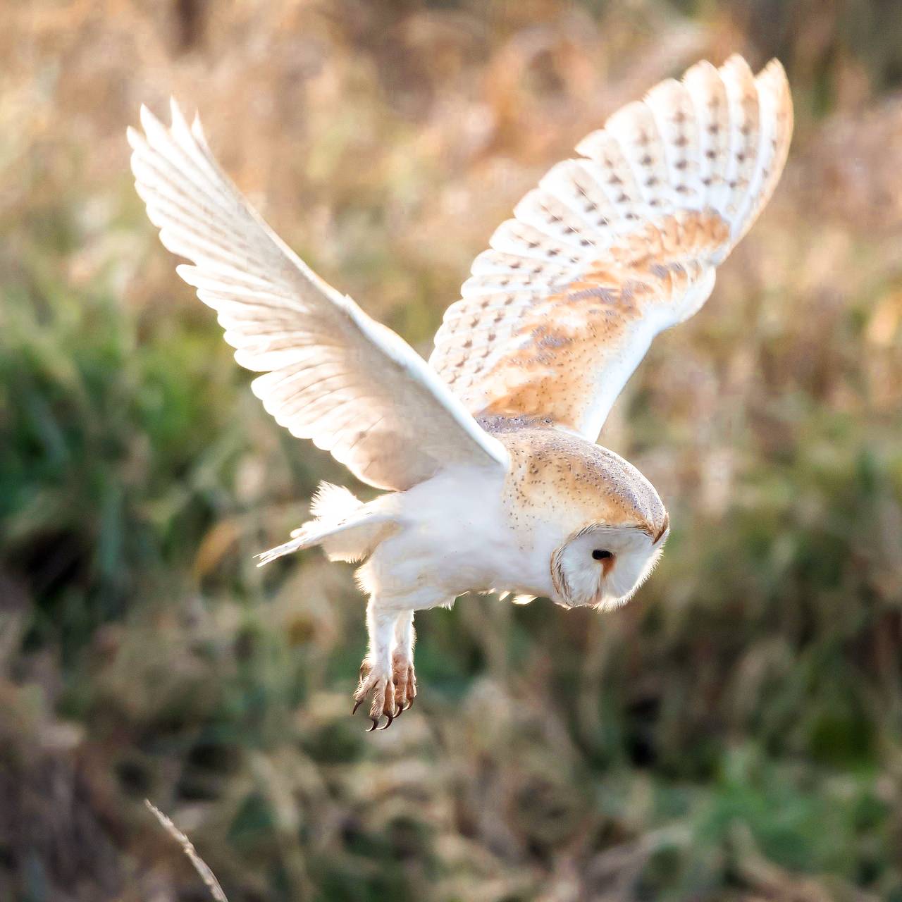 An image of a white and brown owl hovering in woodland.