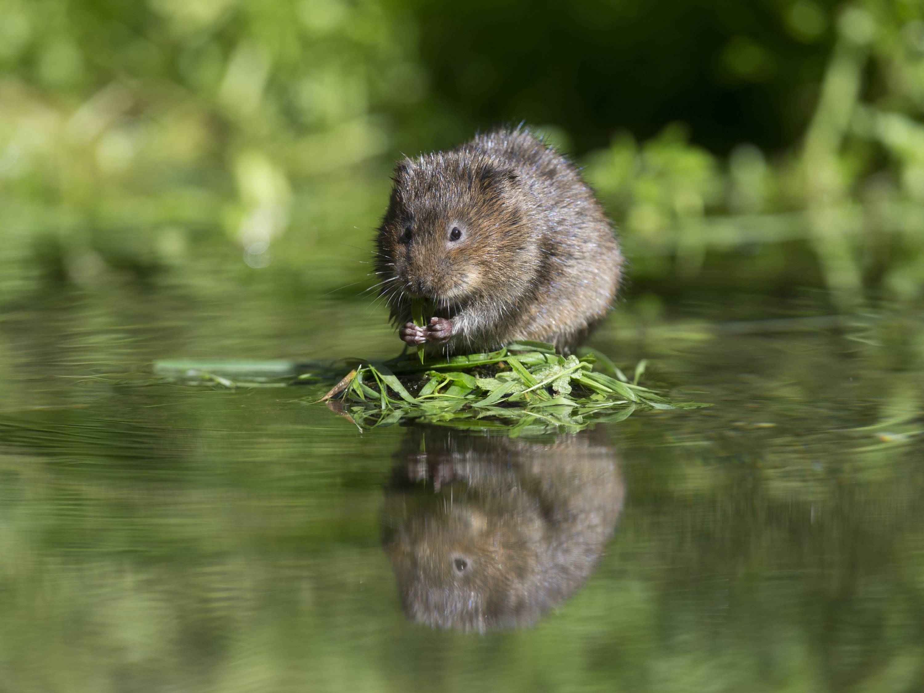 An image shows an animal on water.