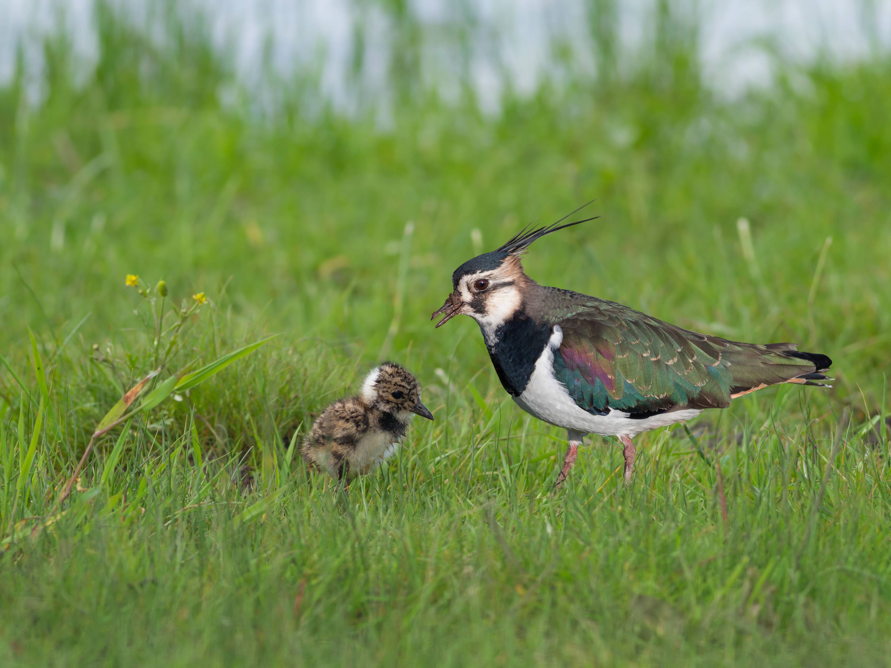 Image shows two birds in grassland.