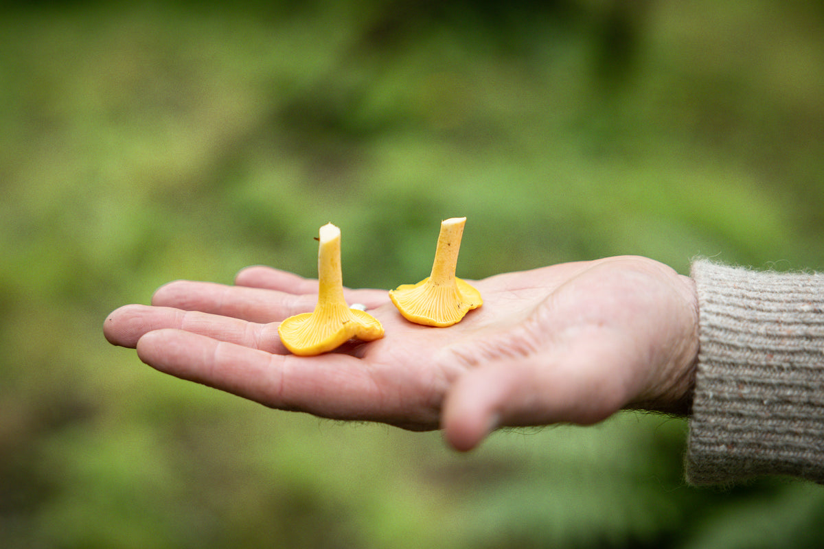 Two small yellow chanterelle mushrooms held in a person's open palm, with a blurred green outdoor background.