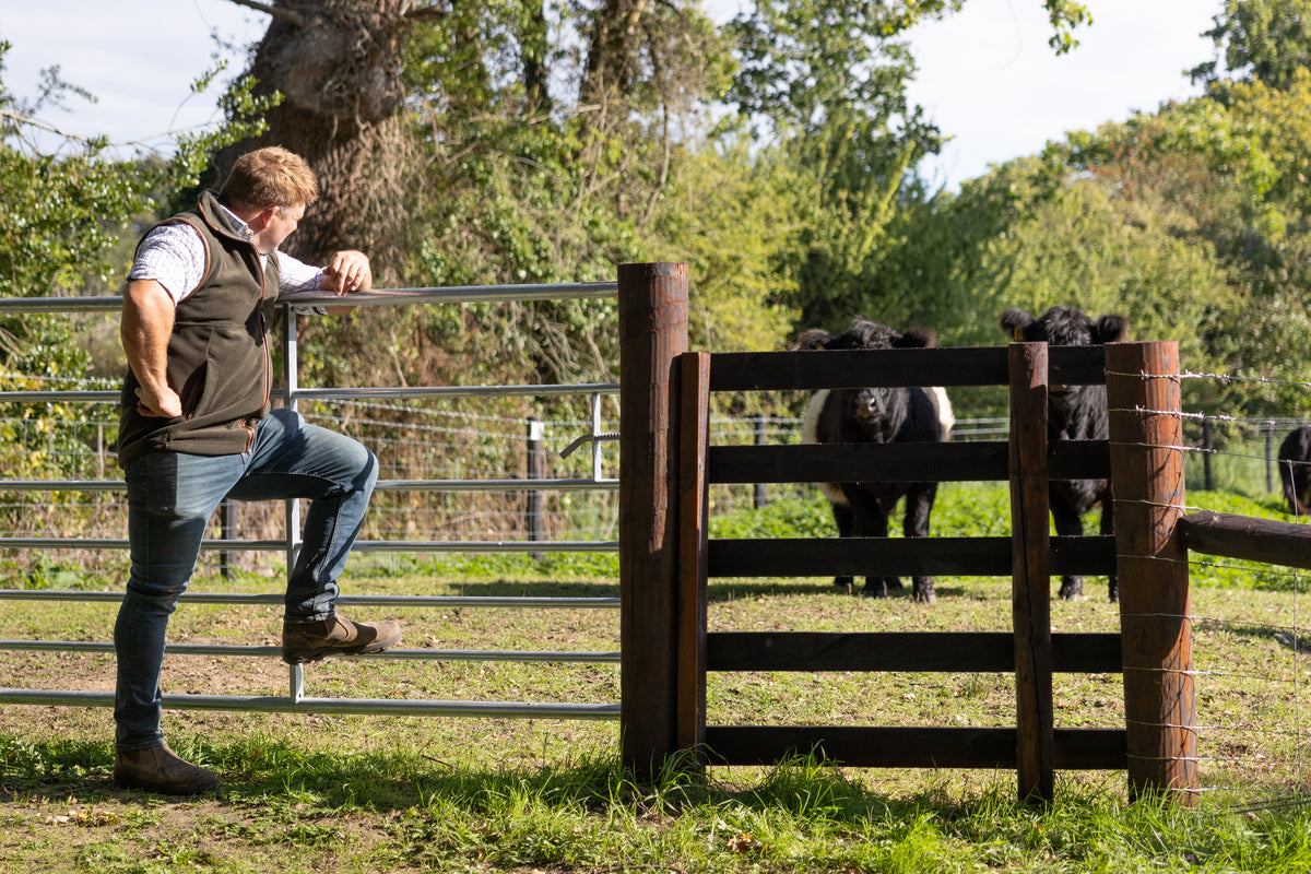 Tom Youngs in a gilet and check shirt leaning on a paddock gate, watching his black cattle