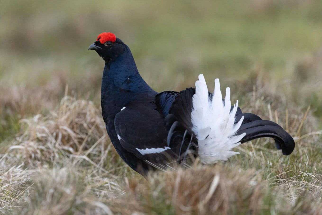 Close up of a black grouse in grassland.