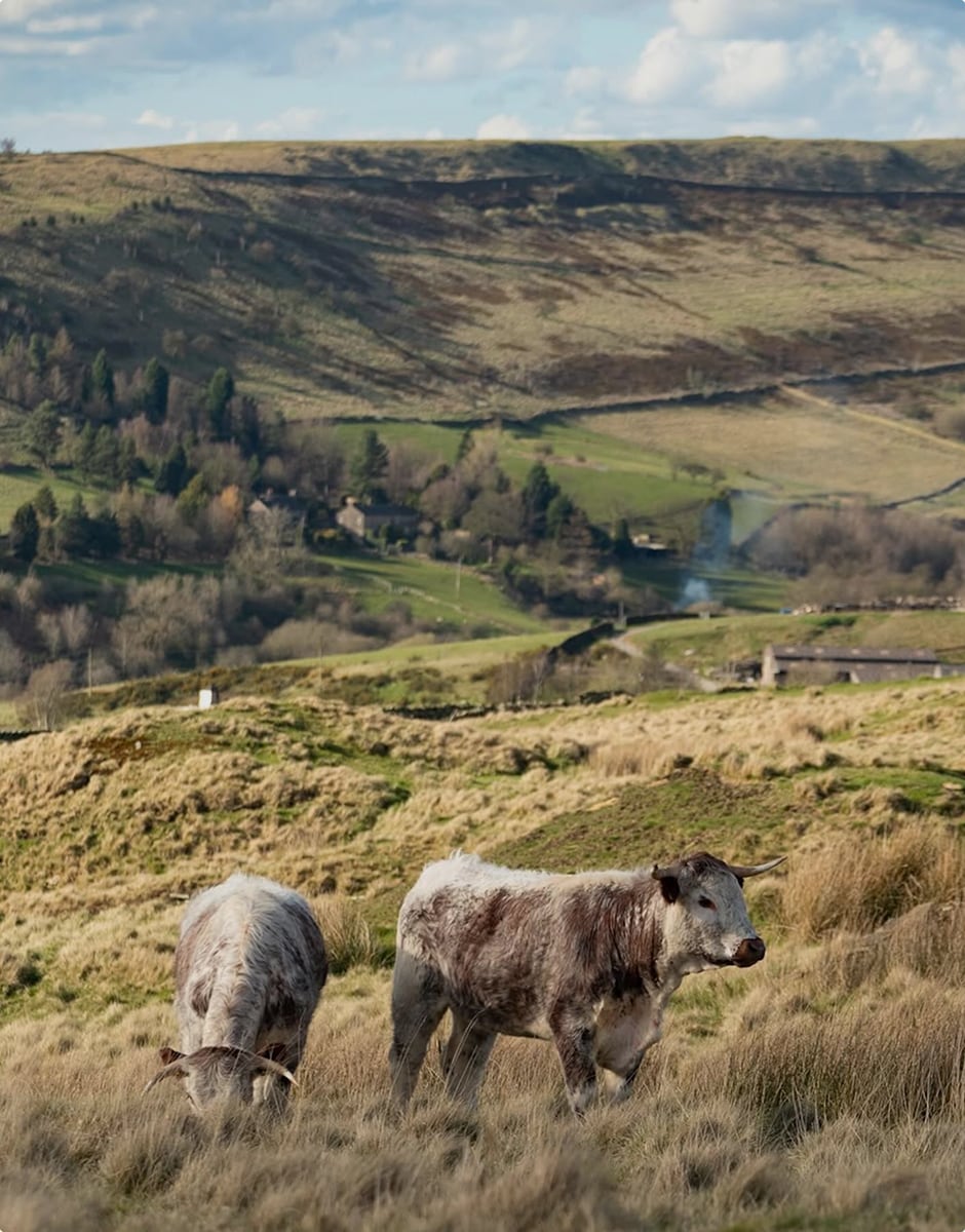 Two cattle grazing on a windswept hillside above a green countryside valley