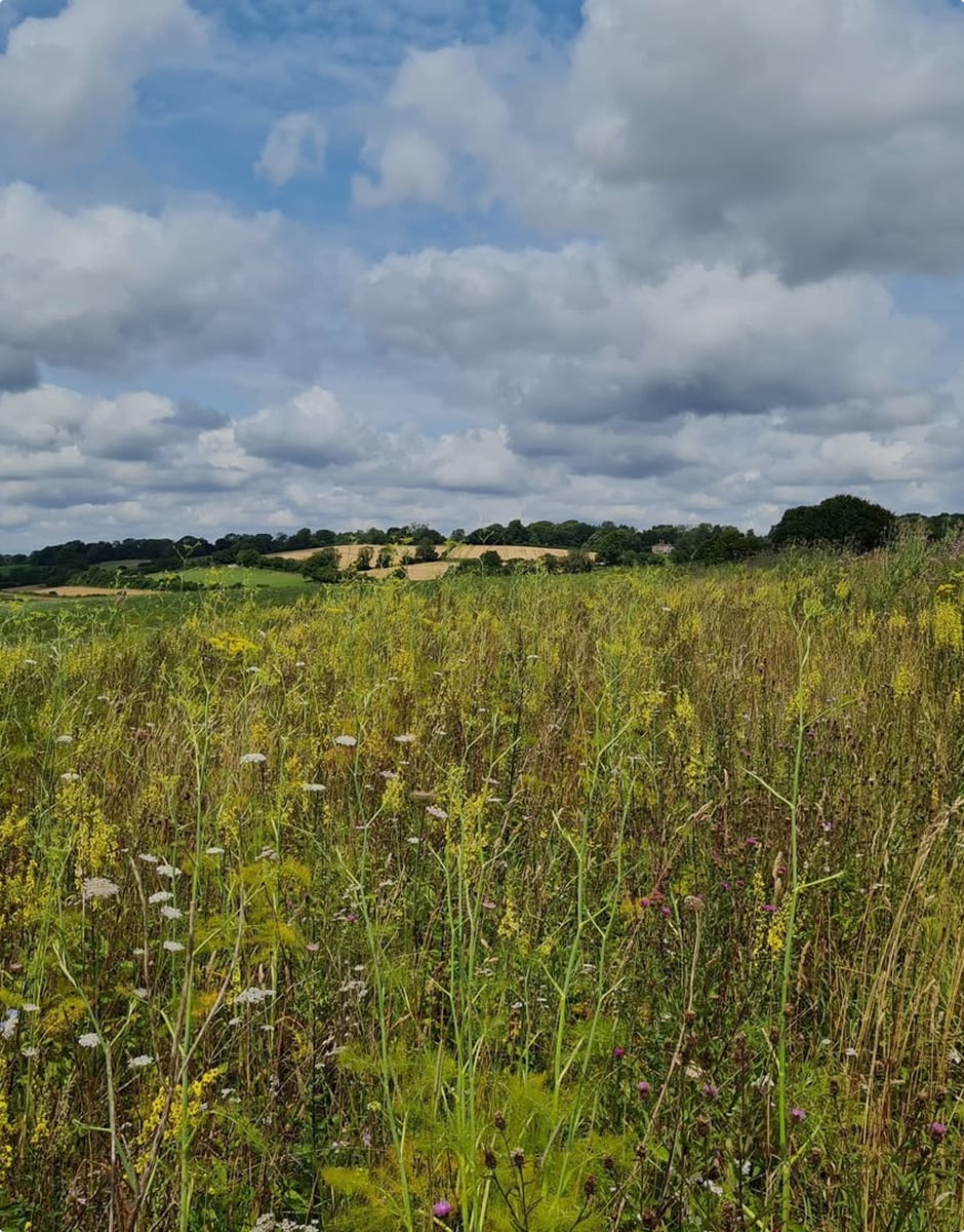 A picture of a green field and blue skies.