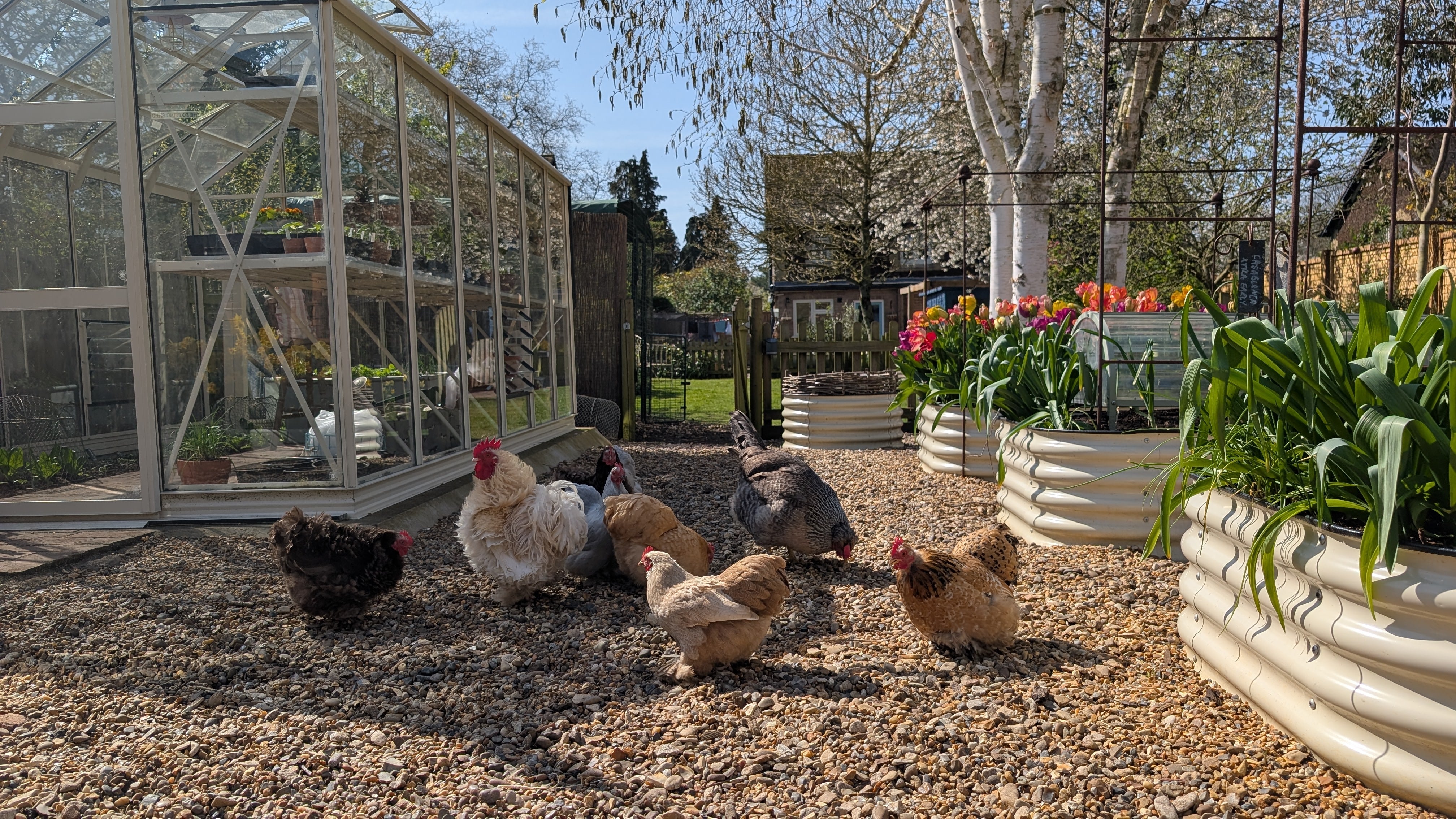 Keeping chickens – what you need to know