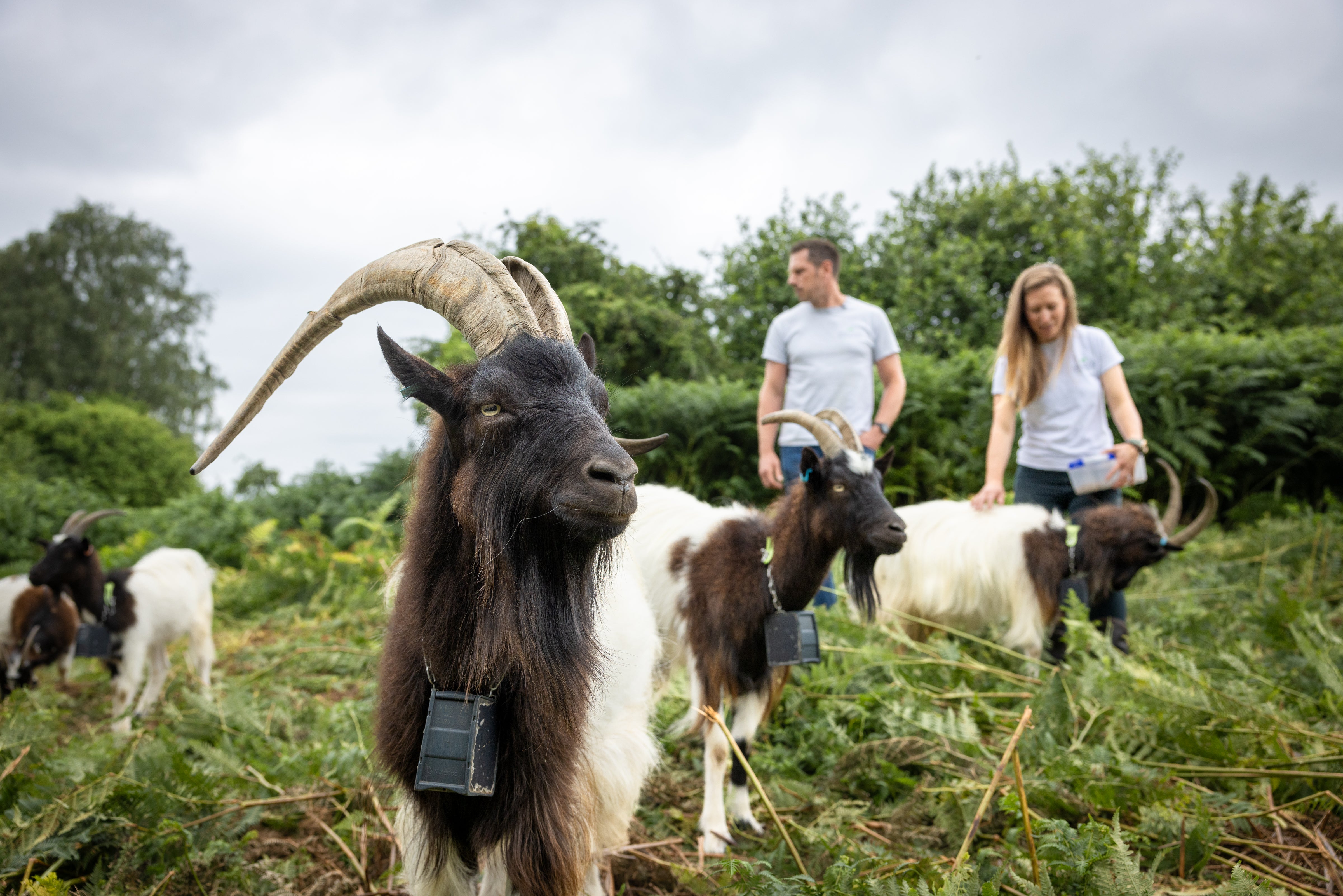 Episode 4: Hooves and habitat