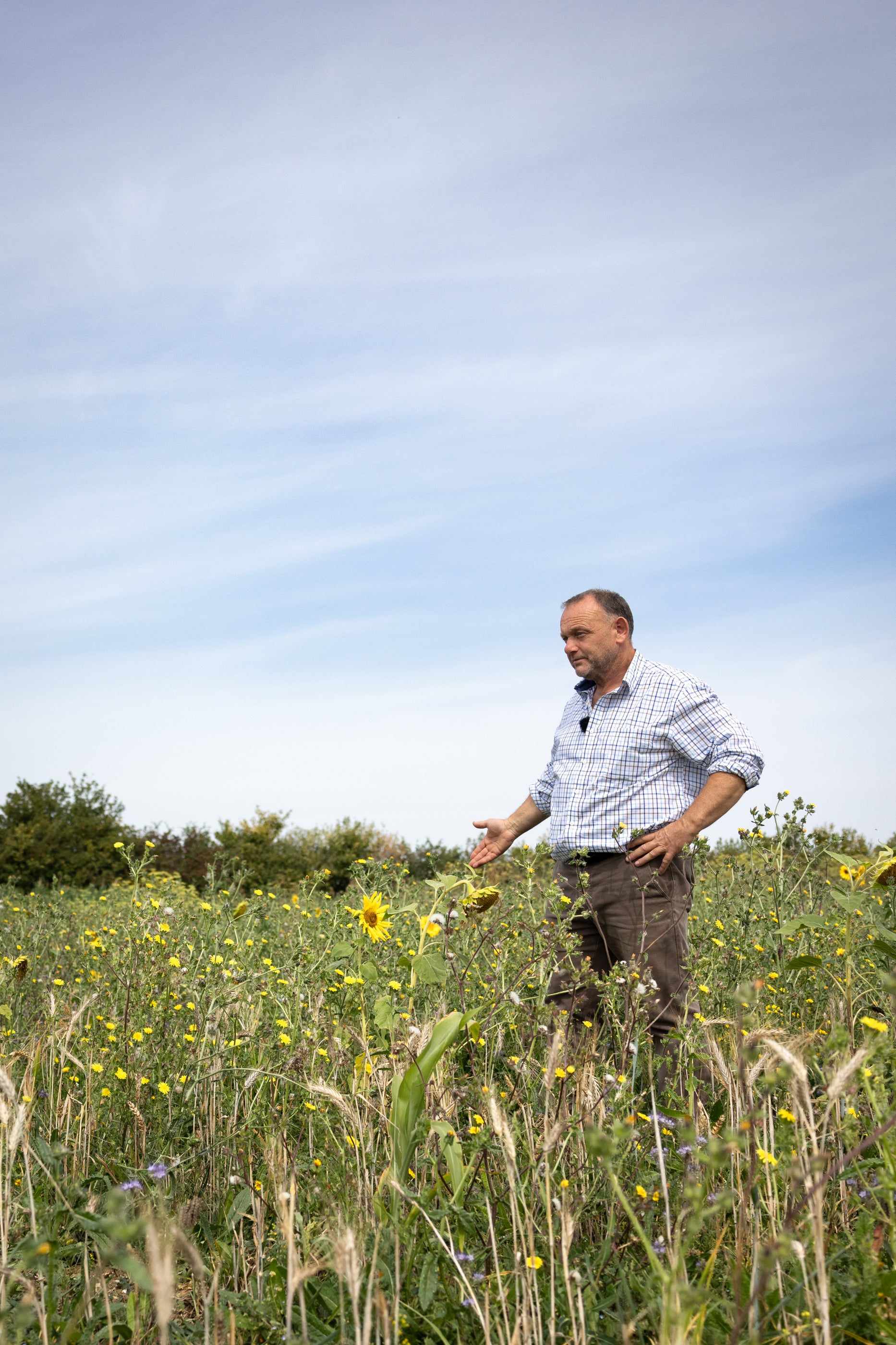 Man standing in a field of wildflowers with a clear blue sky.