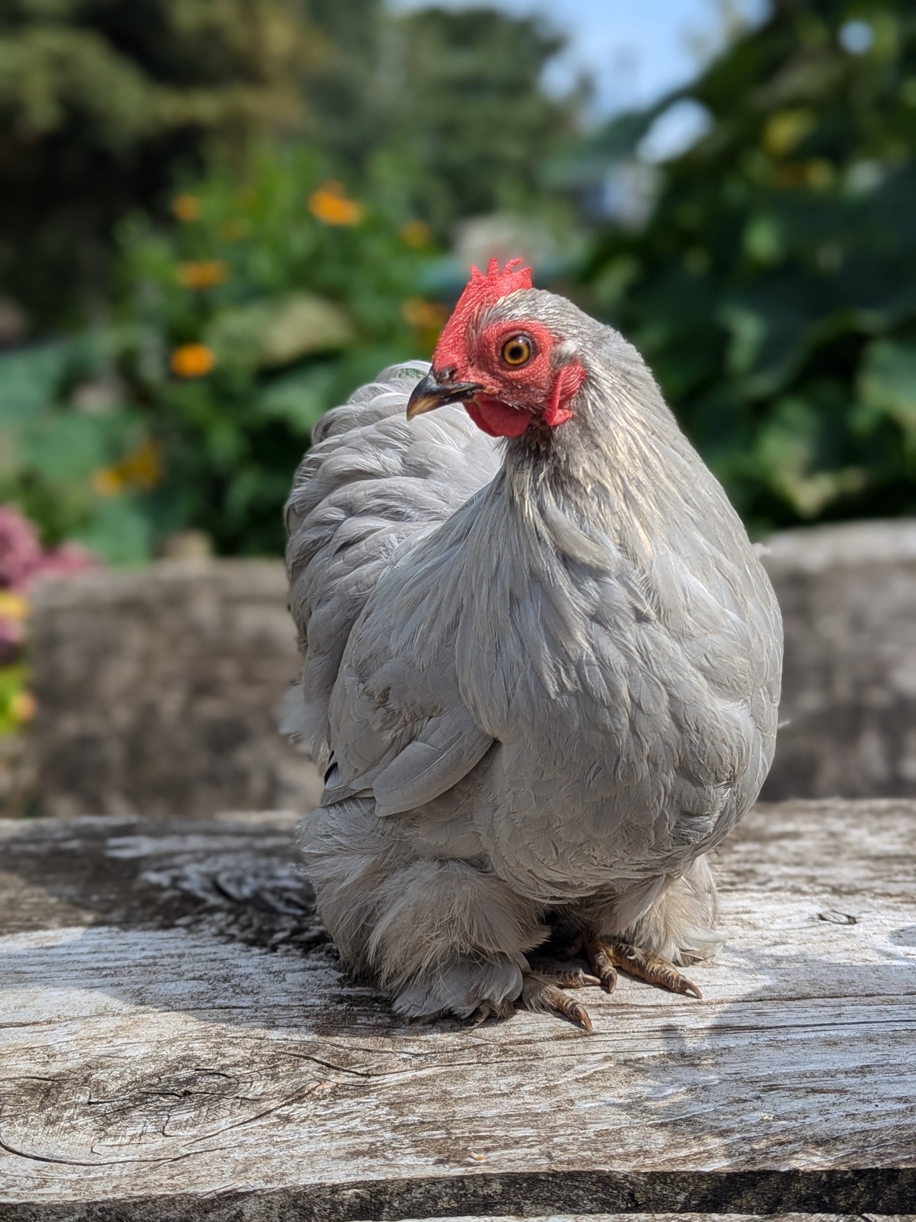Gray chicken with a red comb standing on a wooden surface with a blurred natural background
