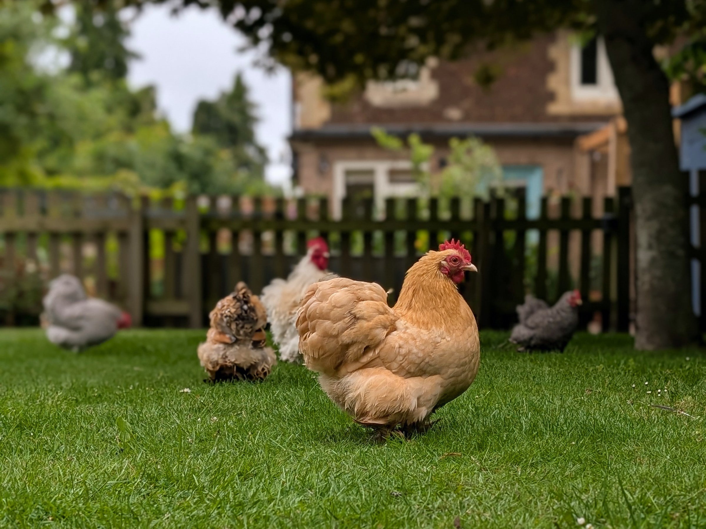 Hens and chicks on a grassy lawn with a wooden fence and house in the background