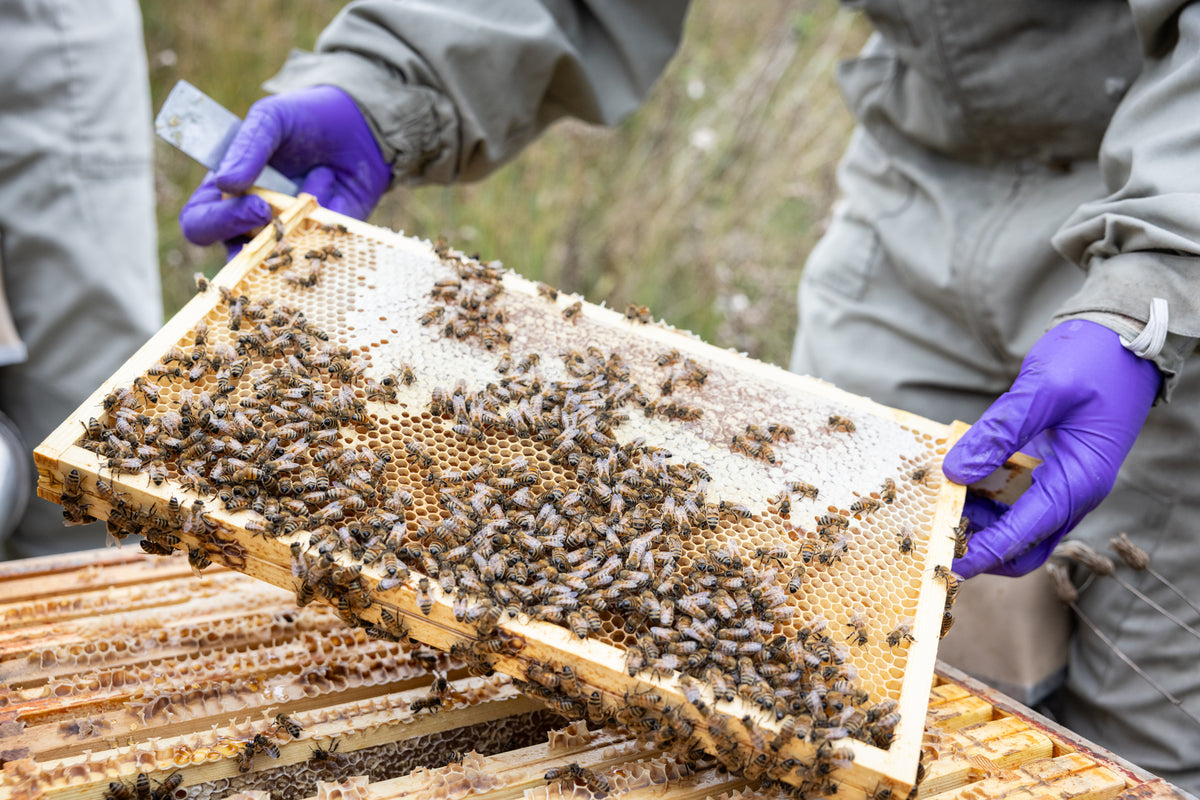 Beekeeper in a gray suit and purple gloves holding a honeycomb frame covered in bees.