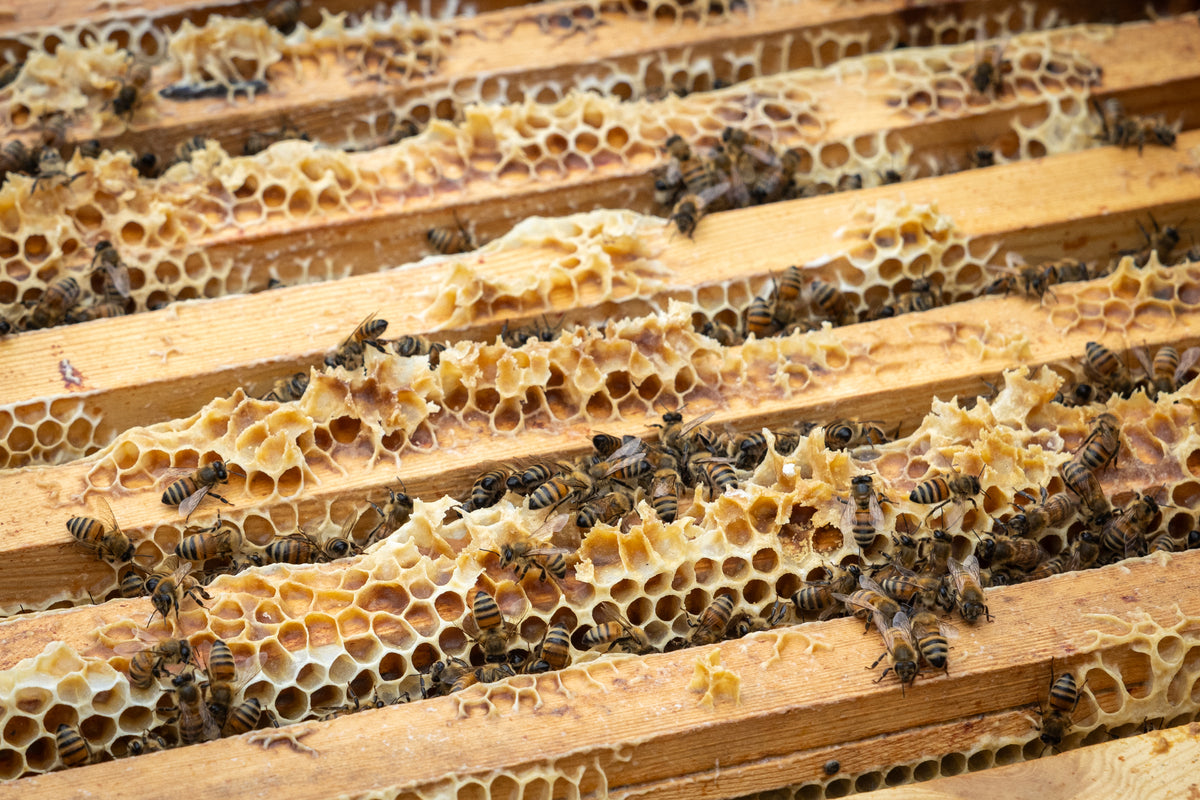 Close-up of honeycomb frames with golden cells and honeybees inside a beehive.