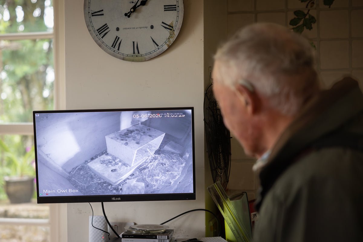 Older man viewing a bird box security camera feed on a computer monitor.