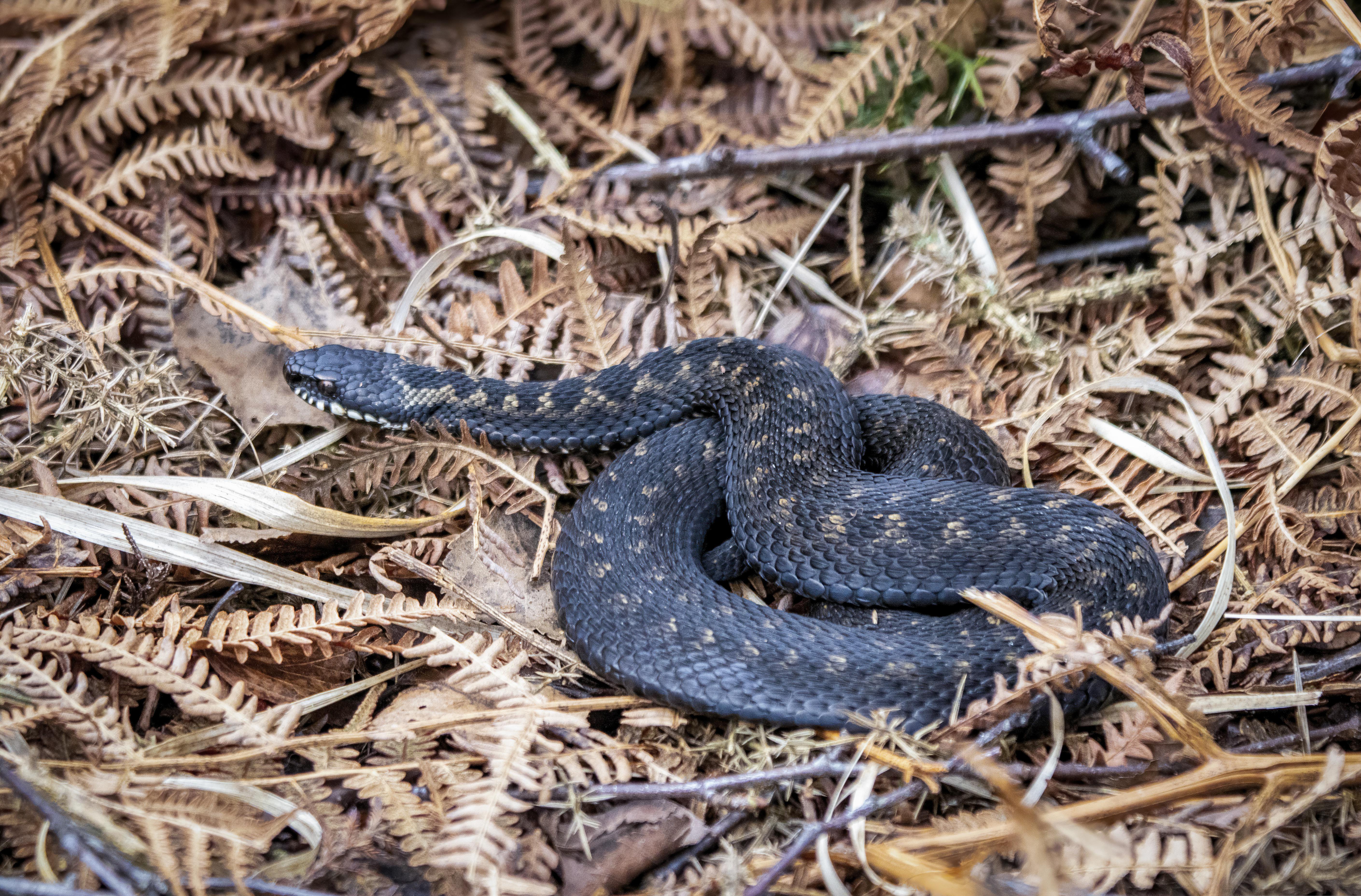 A coiled black snake with subtle yellow markings resting on dry brown fern leaves and twigs in a natural outdoor setting.