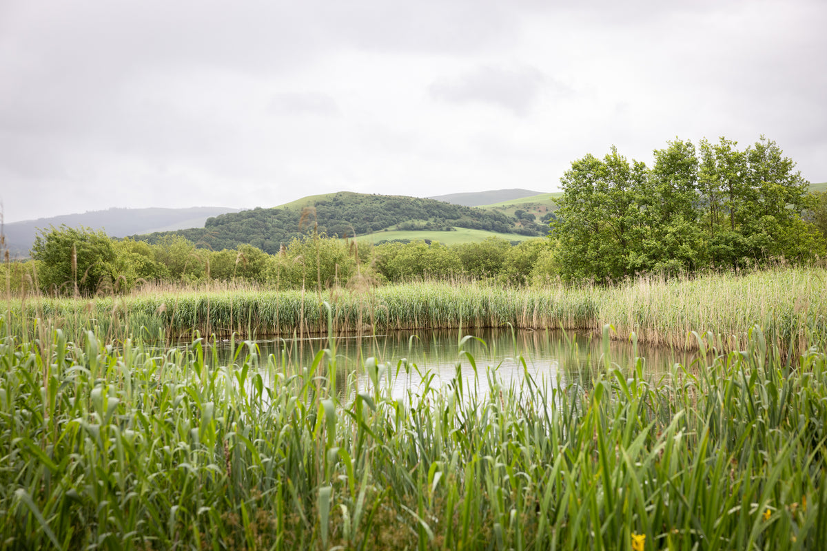 Reed-lined pond with green hills and trees under an overcast sky.