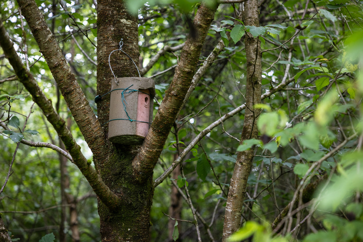 Rustic birdhouse made from a from a wooden log hanging from a tree.