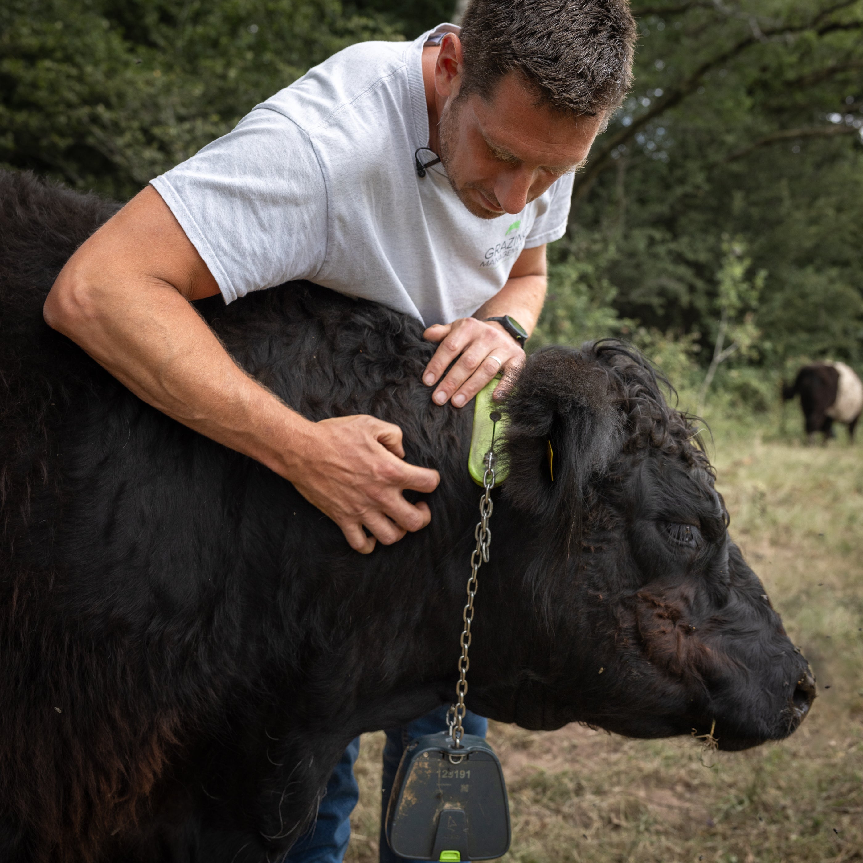 Man petting a black cow in an outdoor setting