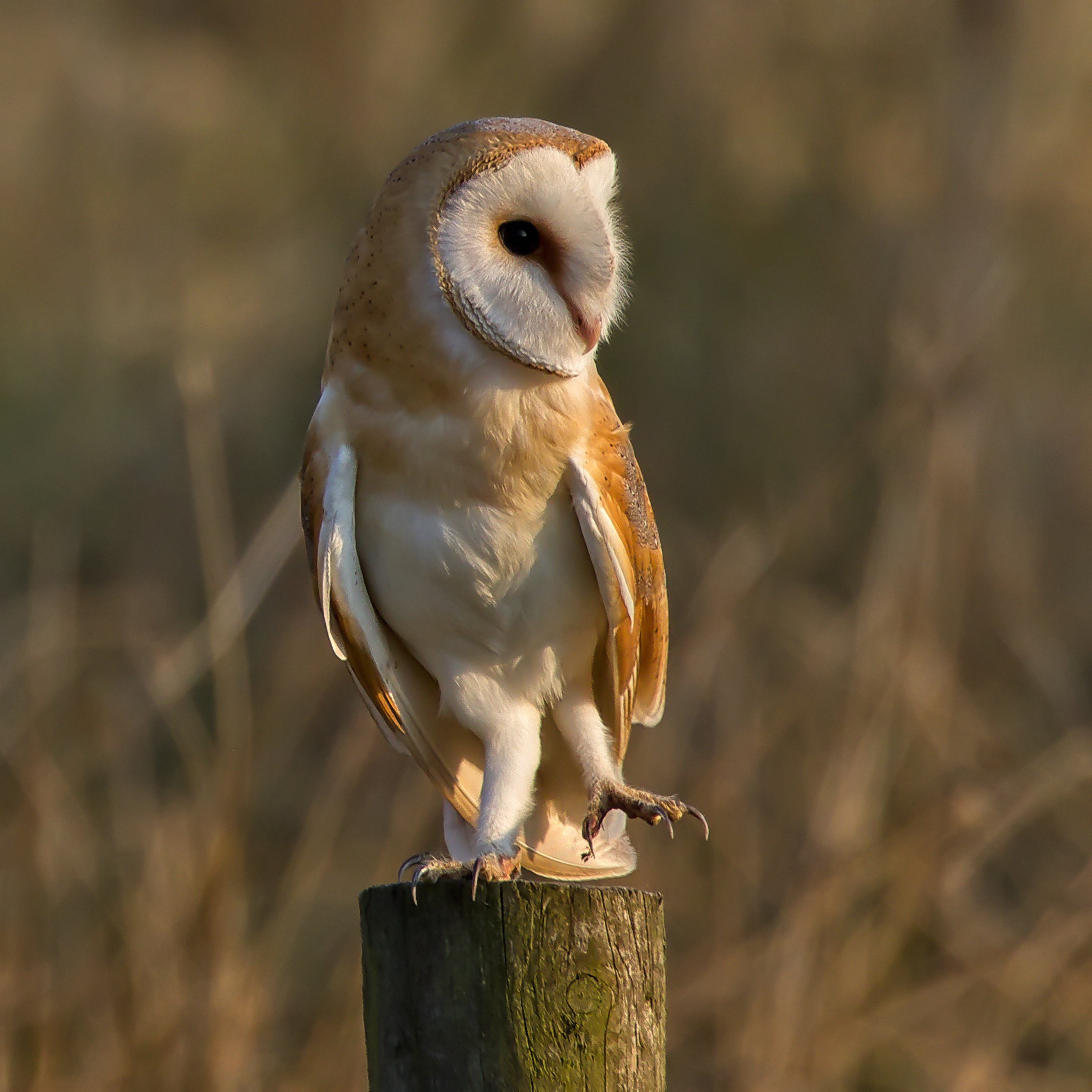 Barn owl perched on a wooden post with a blurred natural background