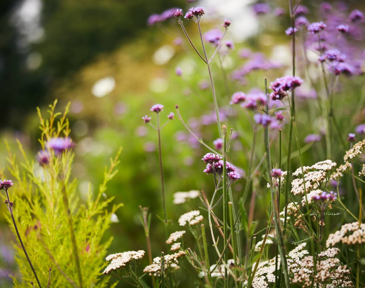 A mixture of purple and white flowers and greenery.