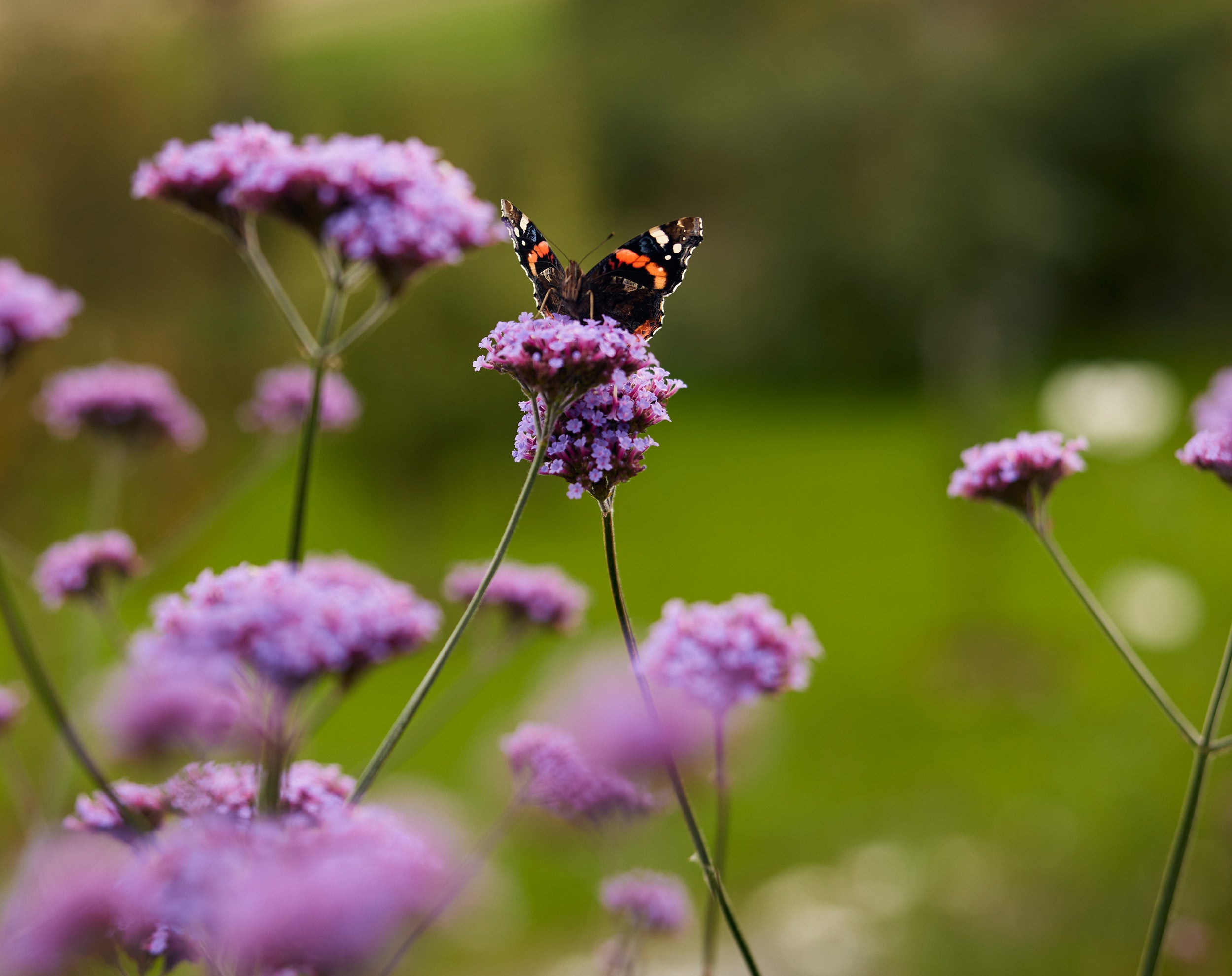 A red admiral butterfly, with its distinctive black wings, red bands, and white spots, rests on a cluster of vibrant purple verbena flowers. The flowers are held aloft on slender green stems, and the background is a soft blur of green foliage.