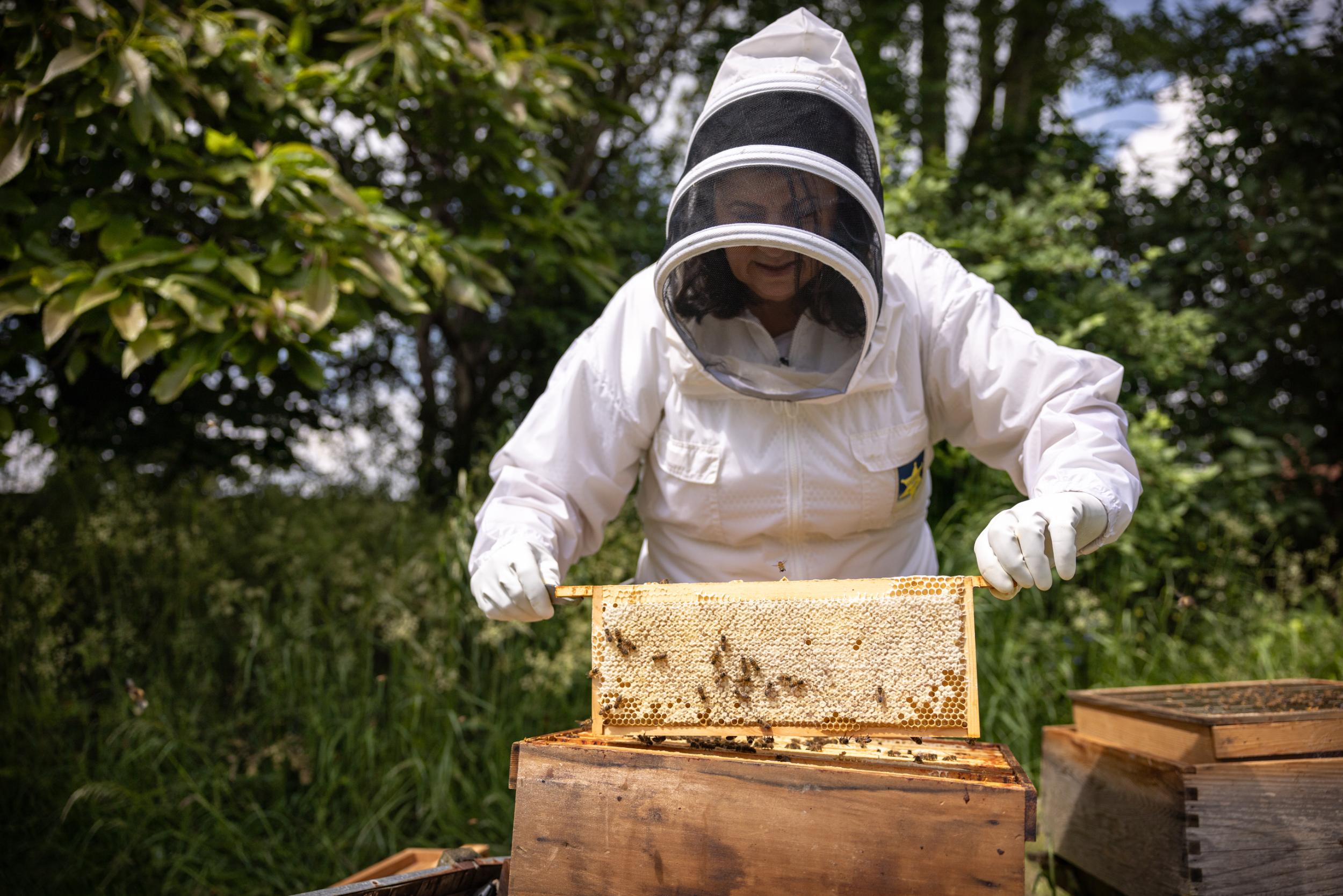 A beekeeper tending to the hives.