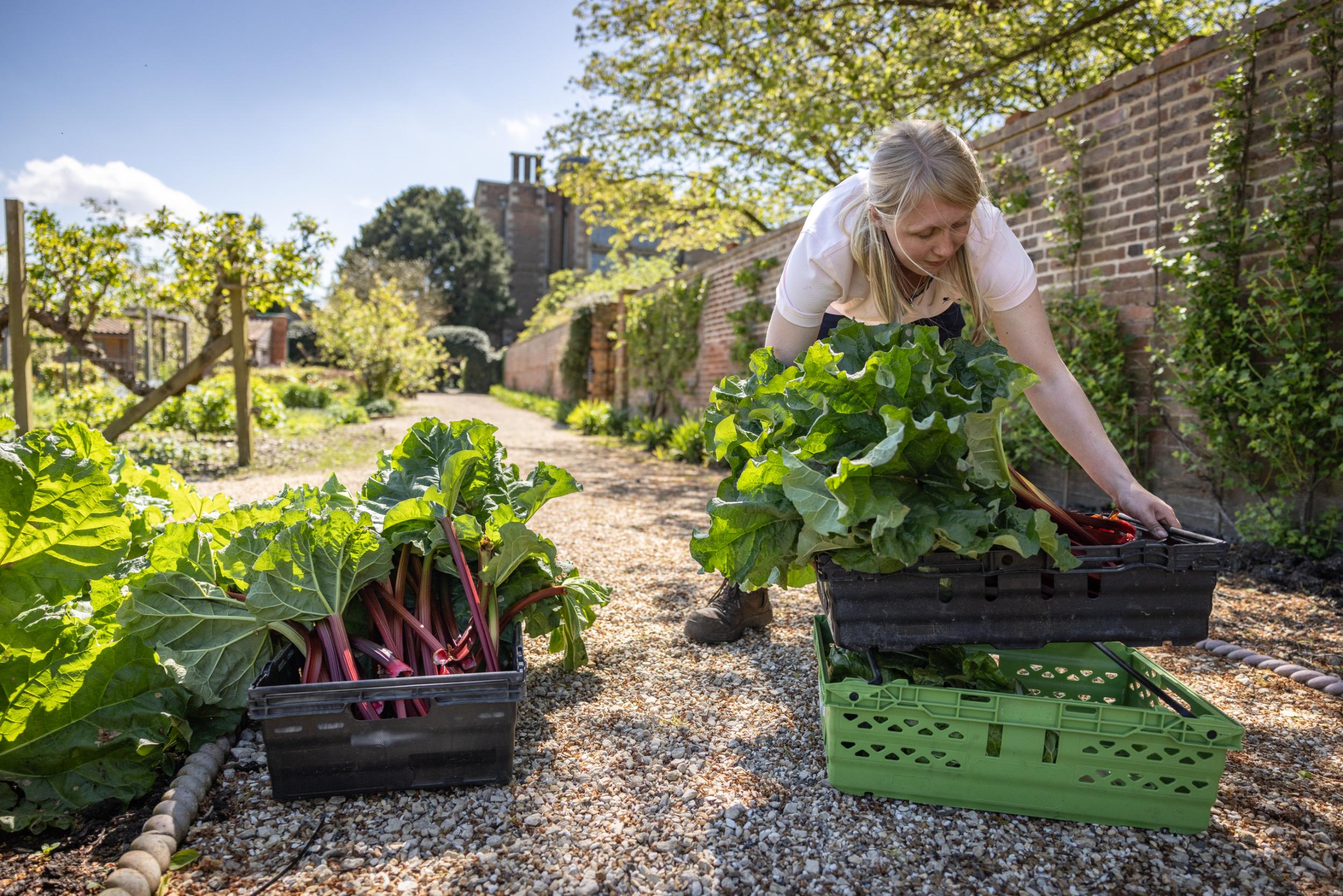 A lady is working in a large walled garden, she is moving large crates of produce.