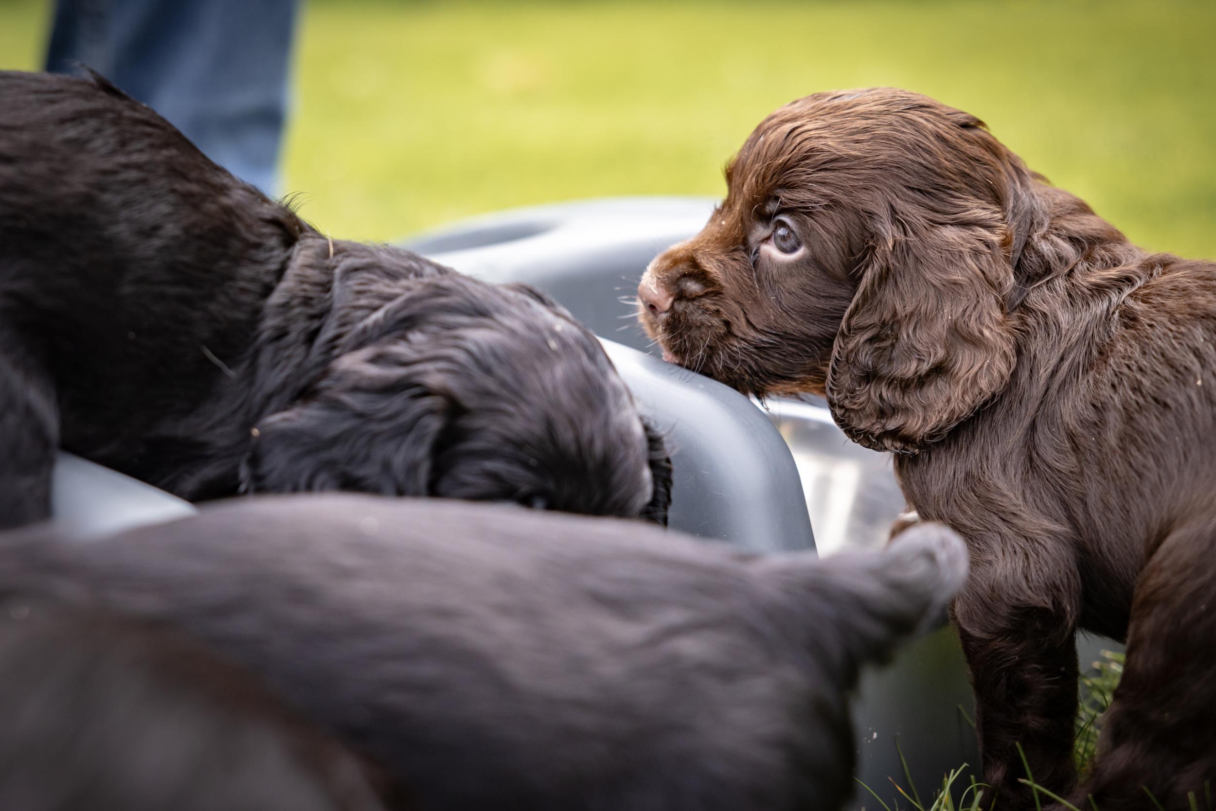 A group of puppies.