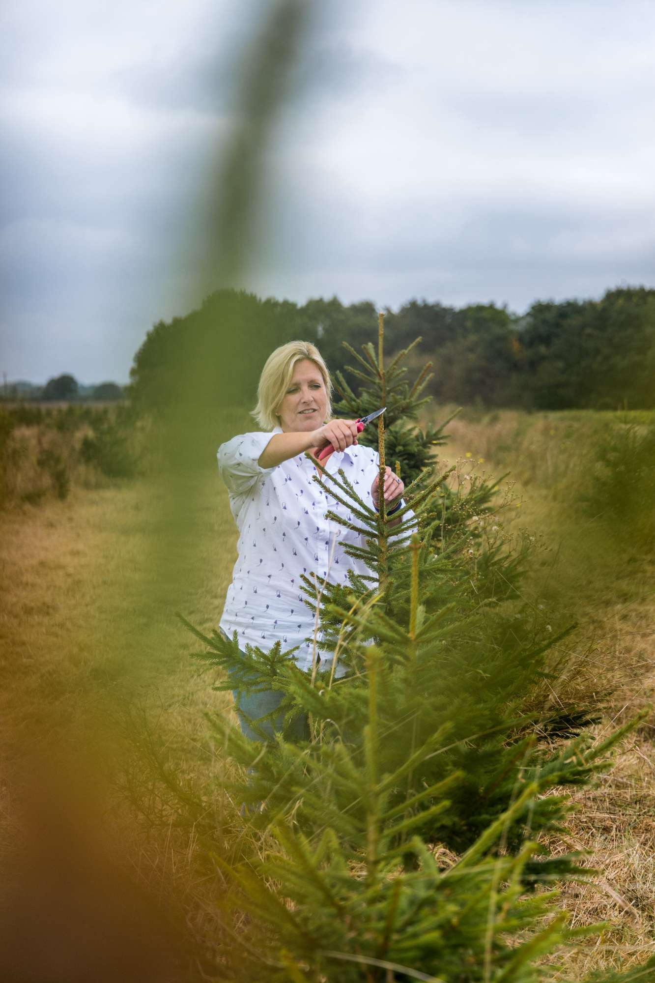 A lady standing in a field cutting the top of a Christmas tree.