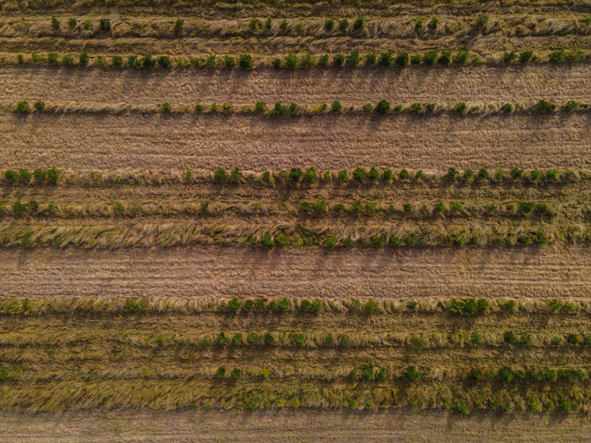 Ariel shot of a field.