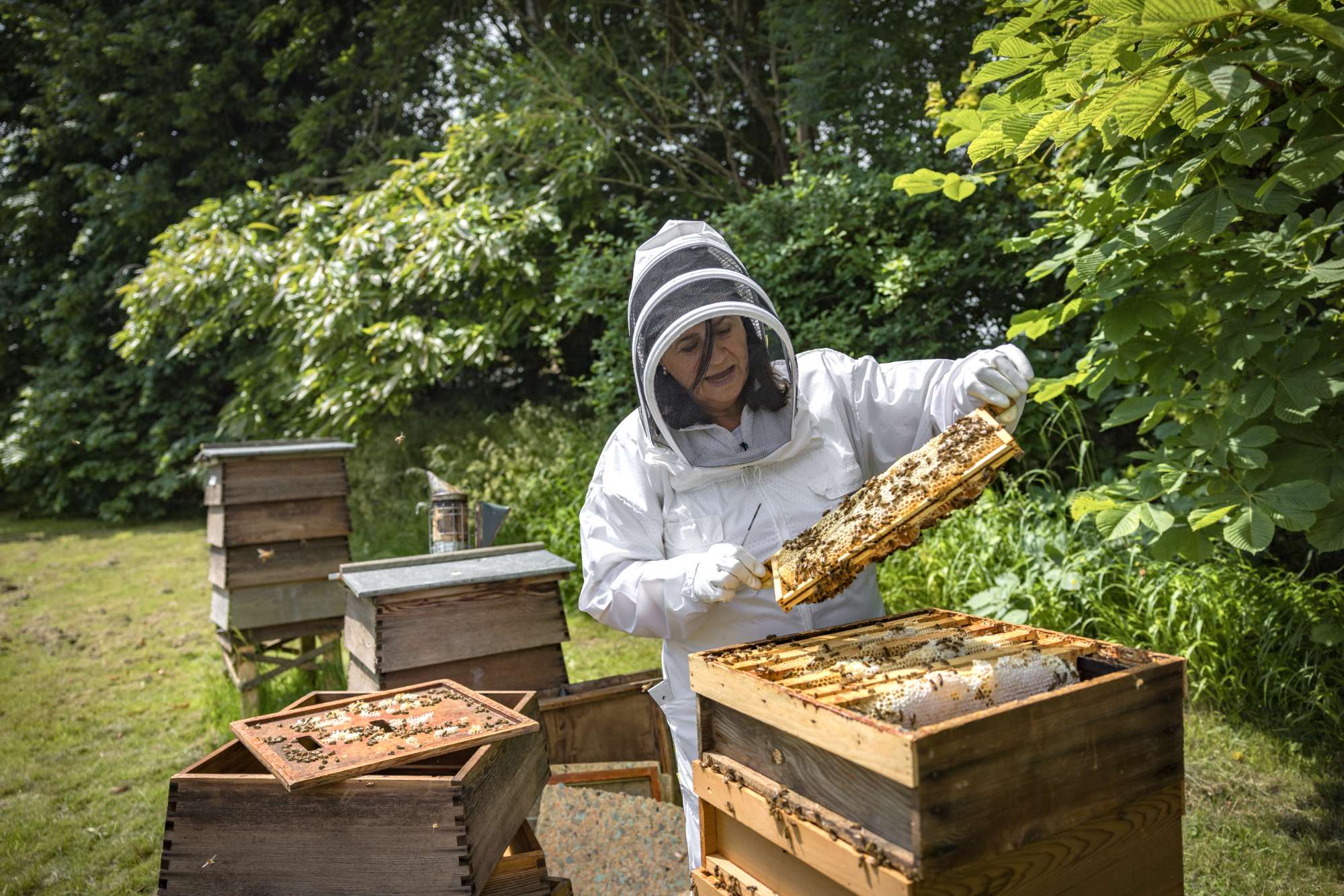A beekeeper tending to the hives.